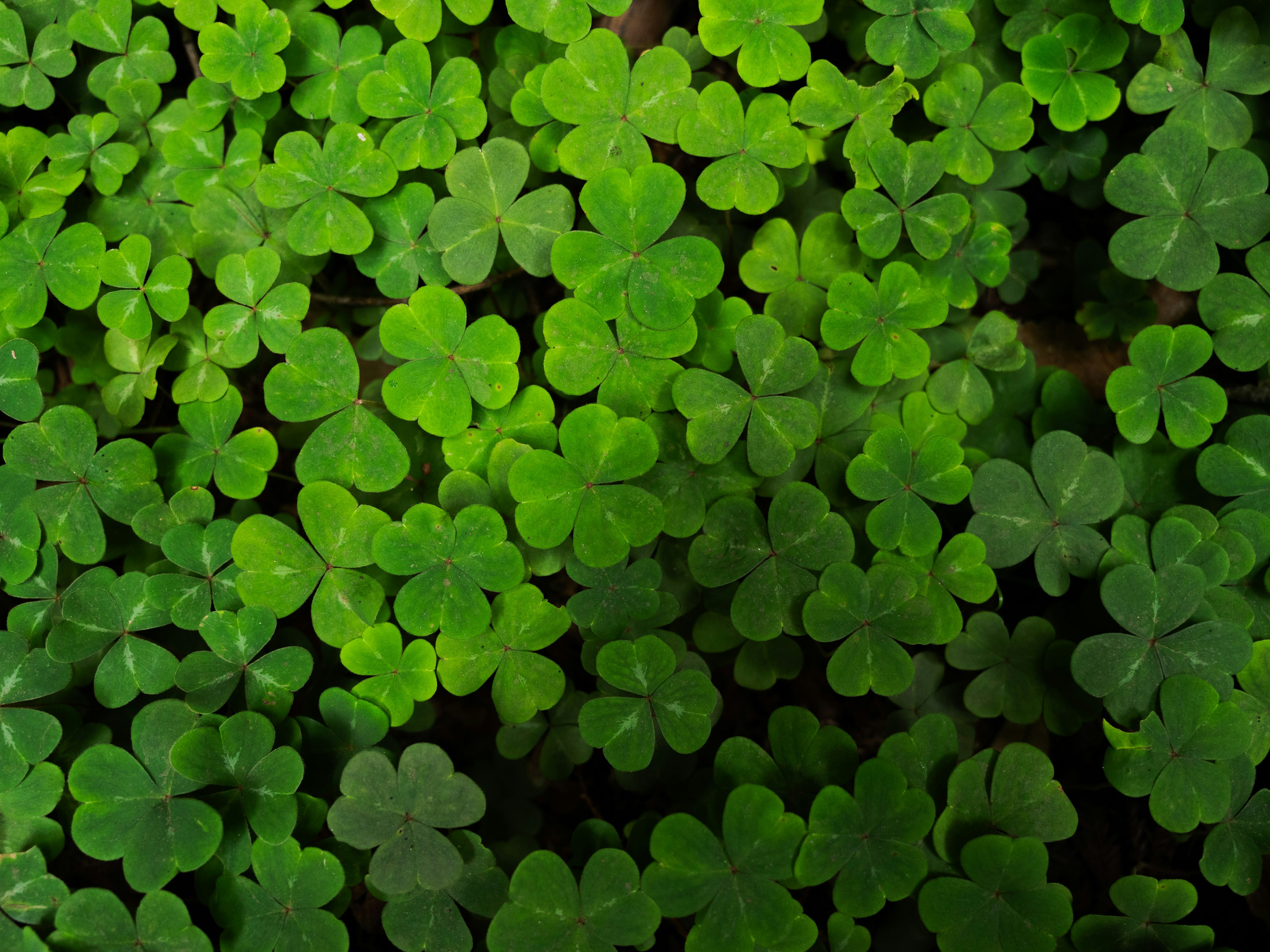 A dense carpet of vibrant green clover leaves