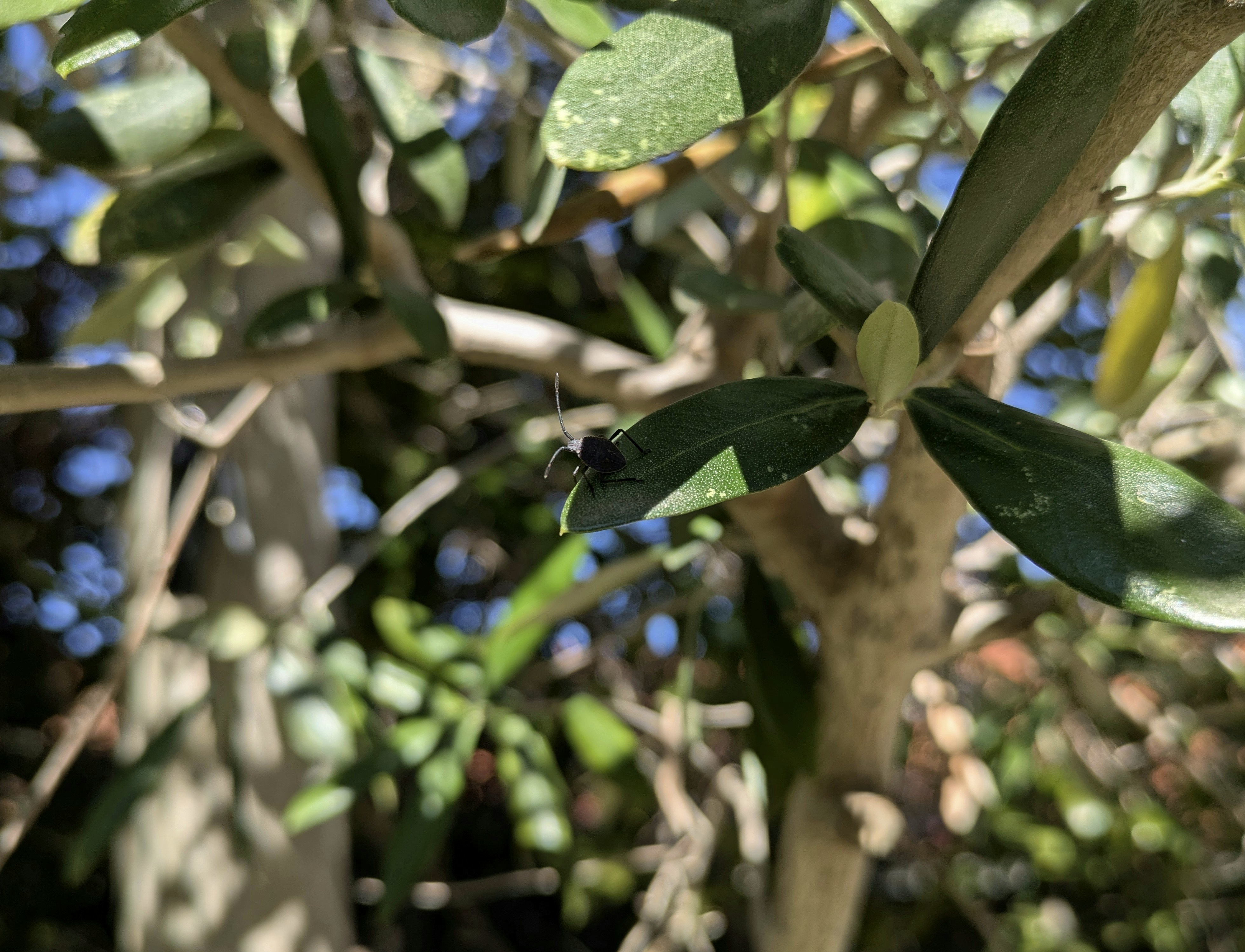 A small black bug upon an olive tree's green leaf. The bug is completely black and looks to be a nymph. It is largely in shadow.