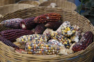 A woven basket filled with colorful ears of corn