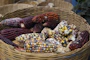 A woven basket filled with colorful ears of corn