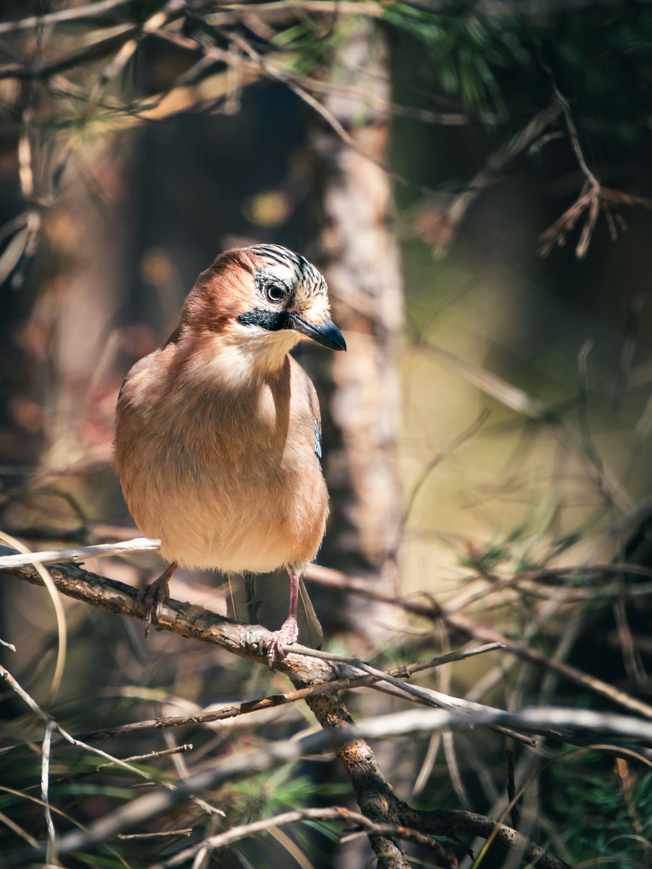 A brown jay bird perched on a tree branch