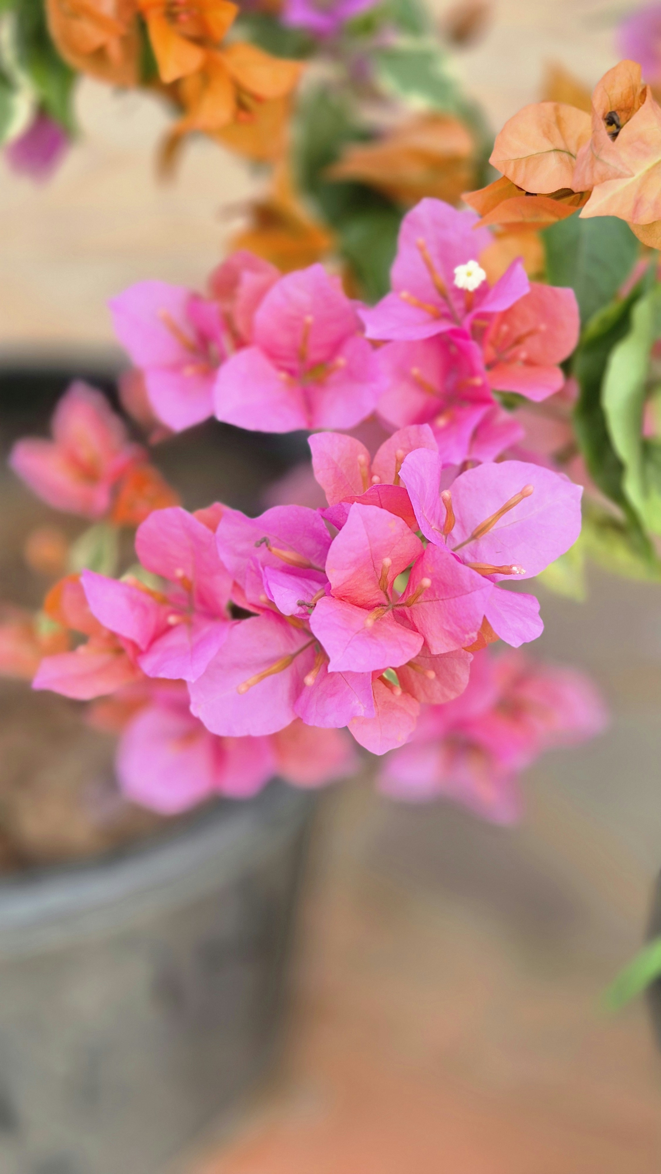 Pink and orange bougainvillea flowers in a pot