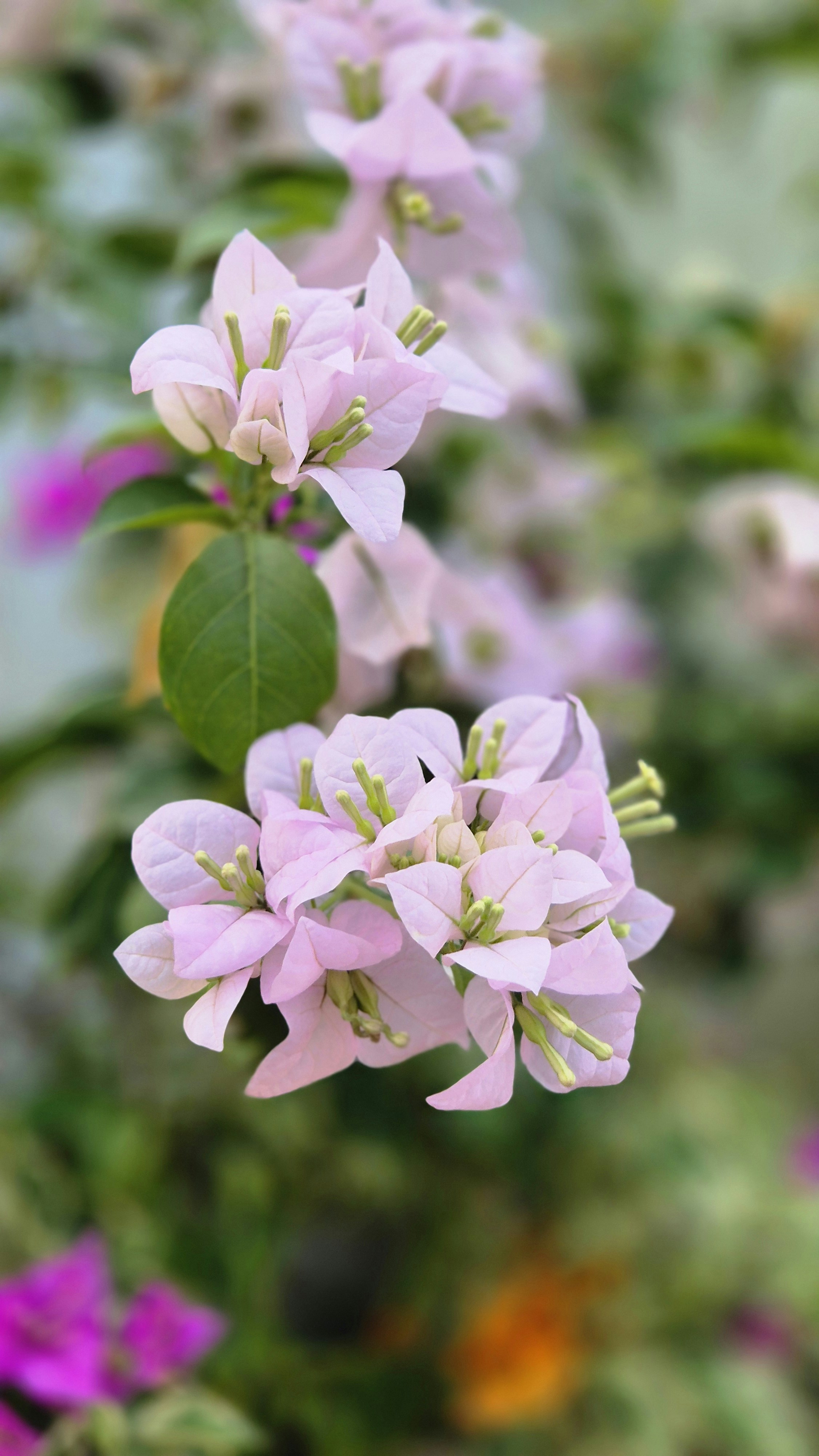 Delicate pale pink bougainvillea flowers bloom on a branch.