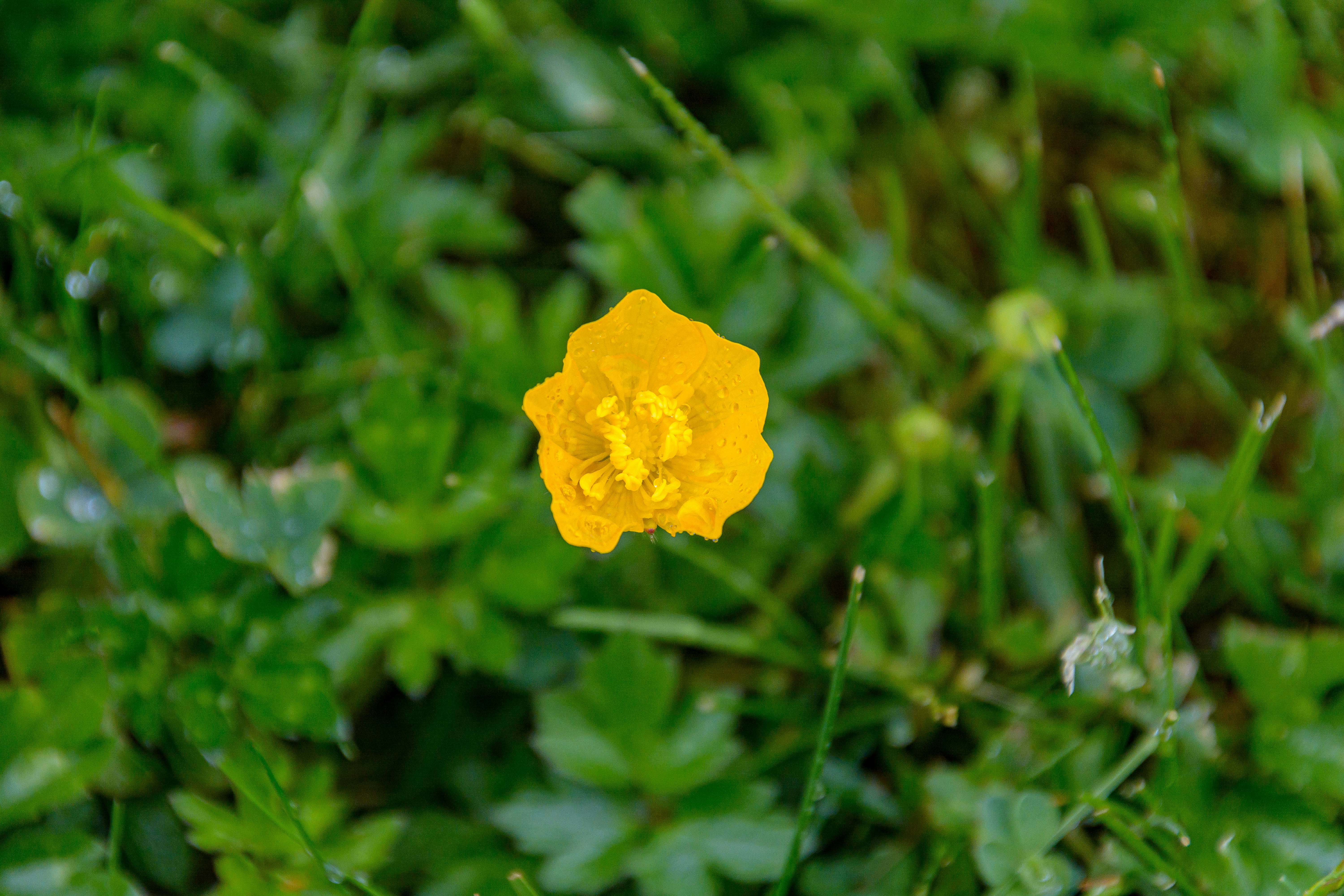 Photo by skstrannik