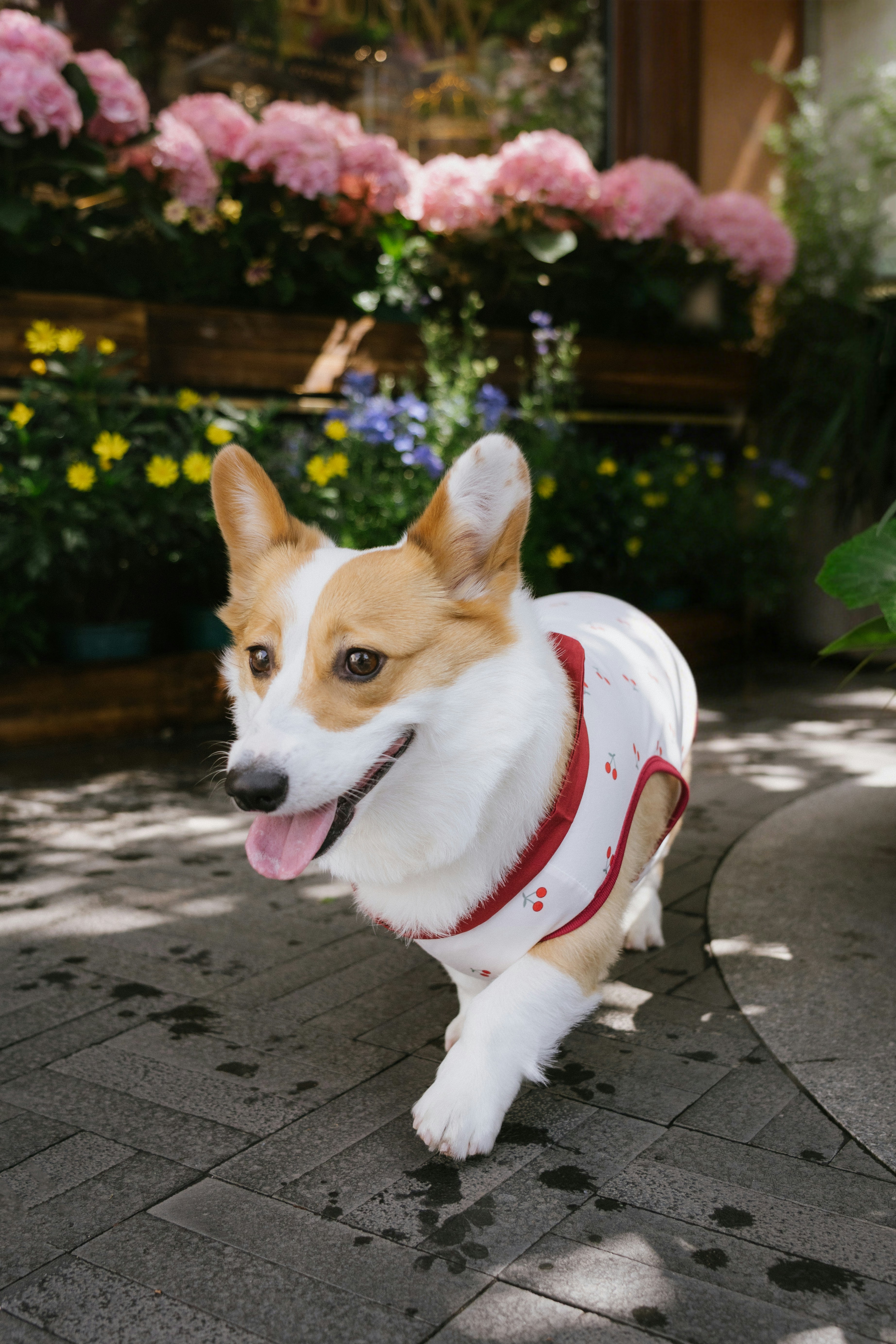 Au Paradis Canin — Paris 5e