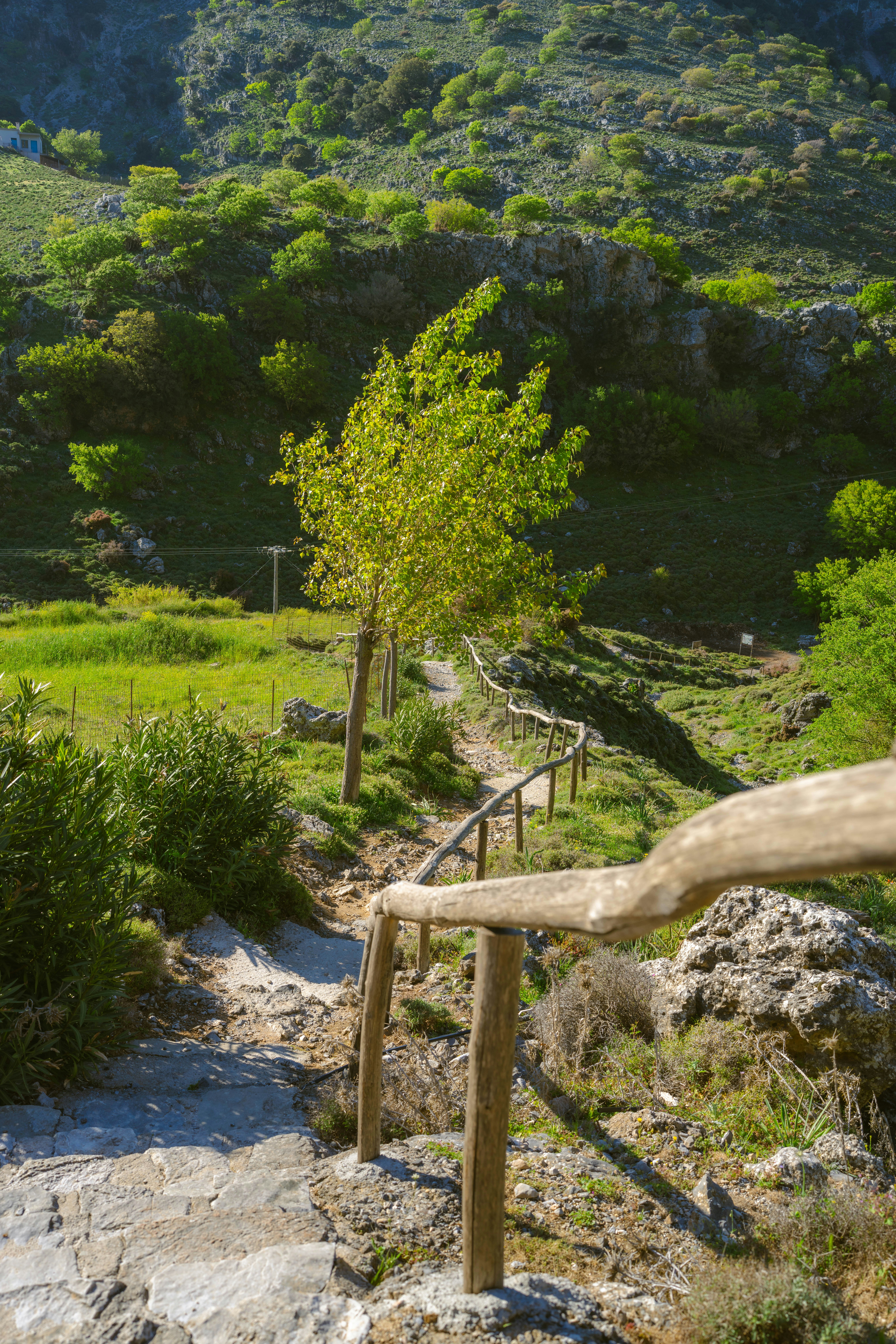 Kurvenreicher Weg mit Holzgeländer in üppig grüner Landschaft
