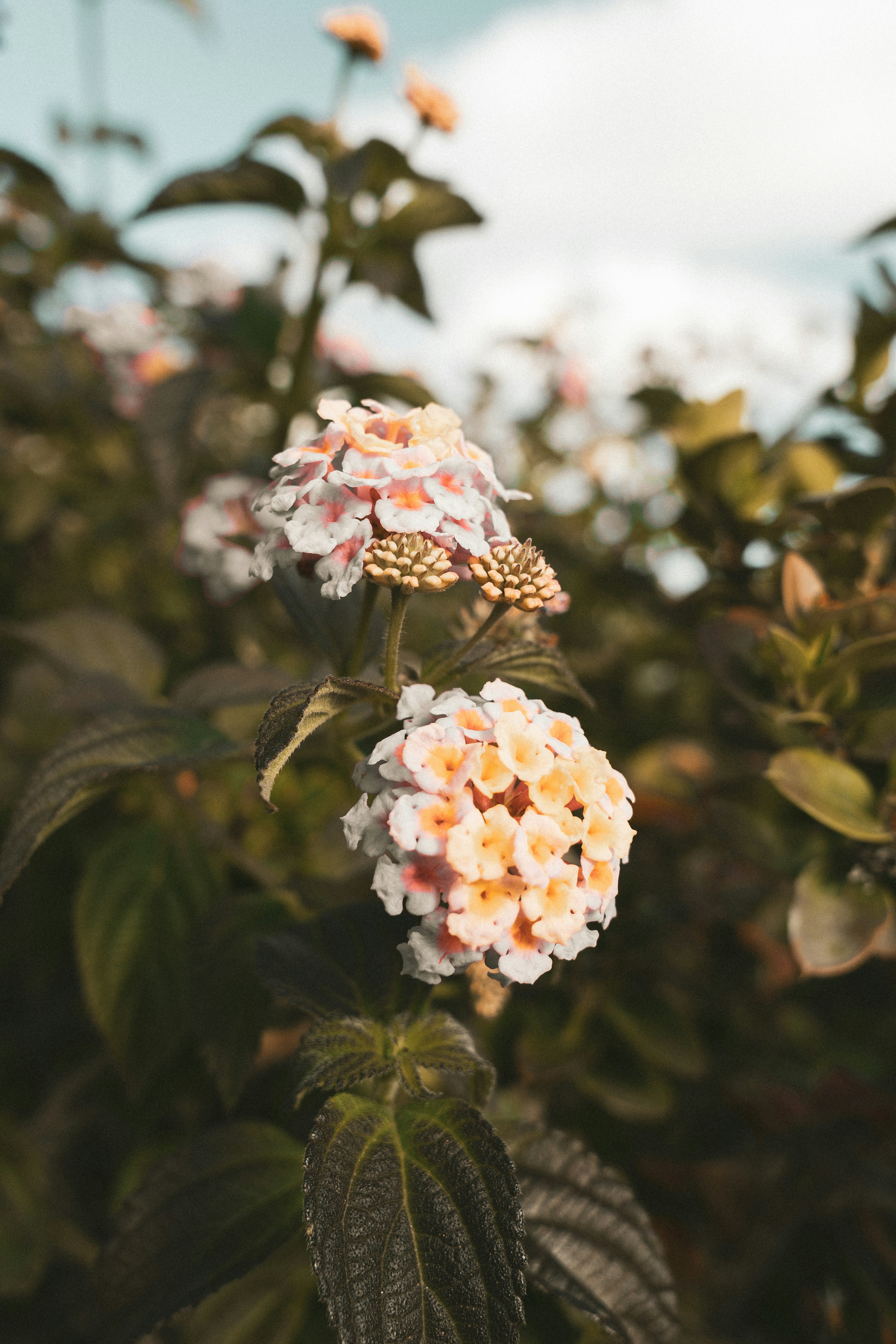 Büschel kleiner rosa und weißer Blumen blühen.