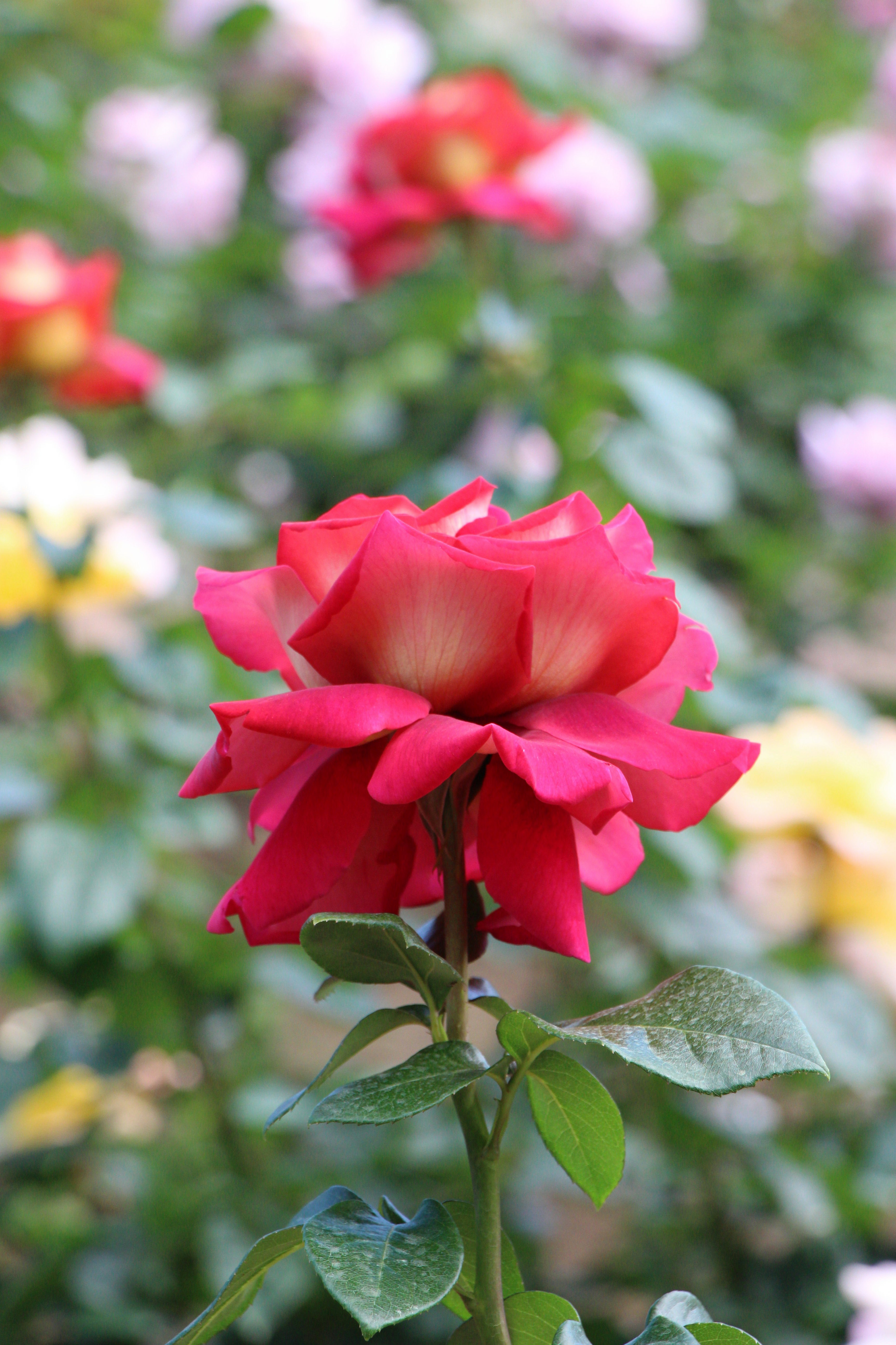 Uma rosa vermelha vibrante em plena floração com fundo borrado.