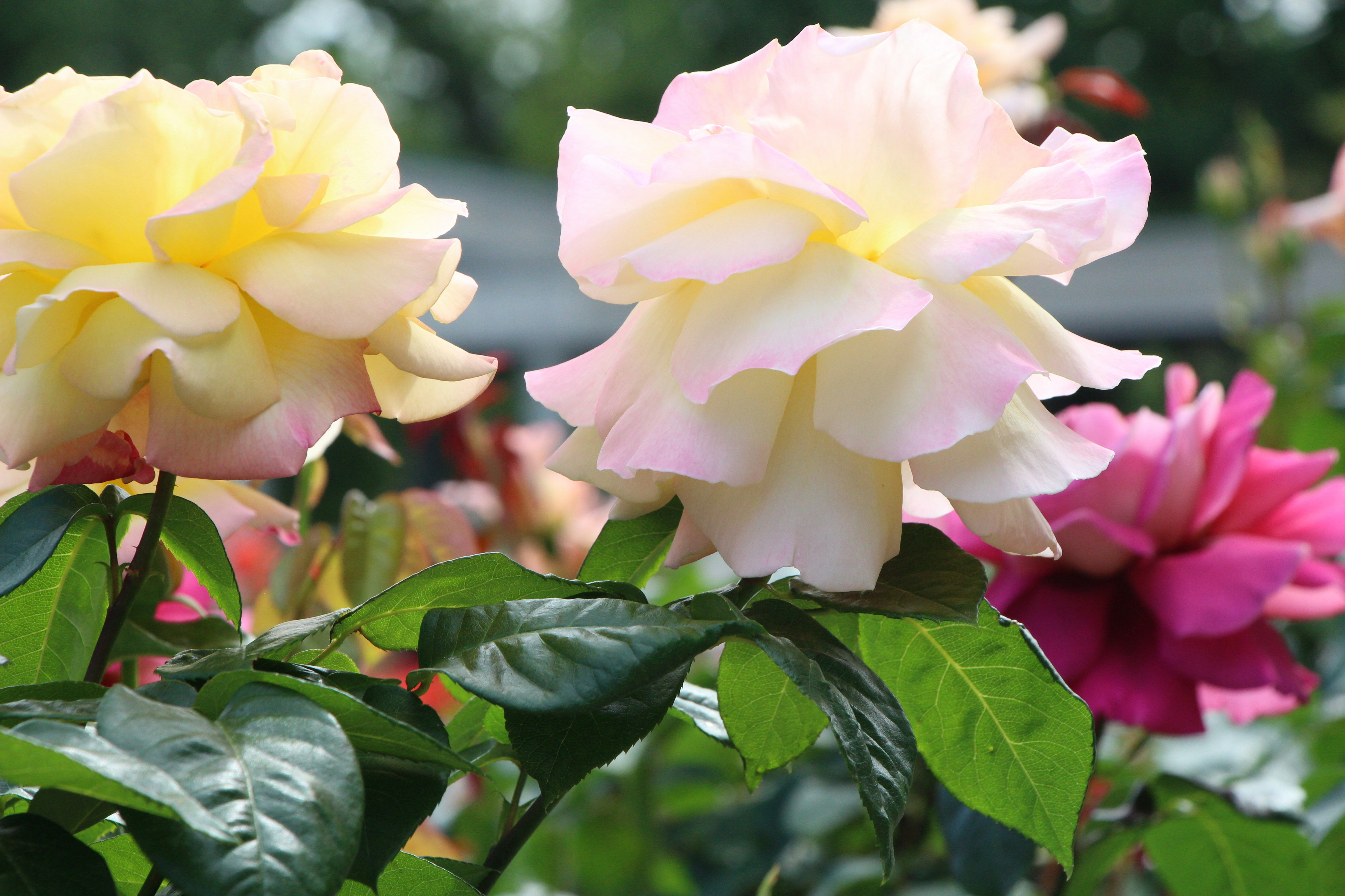 Delicadas rosas amarelas pálidas e rosas florescem em um jardim.