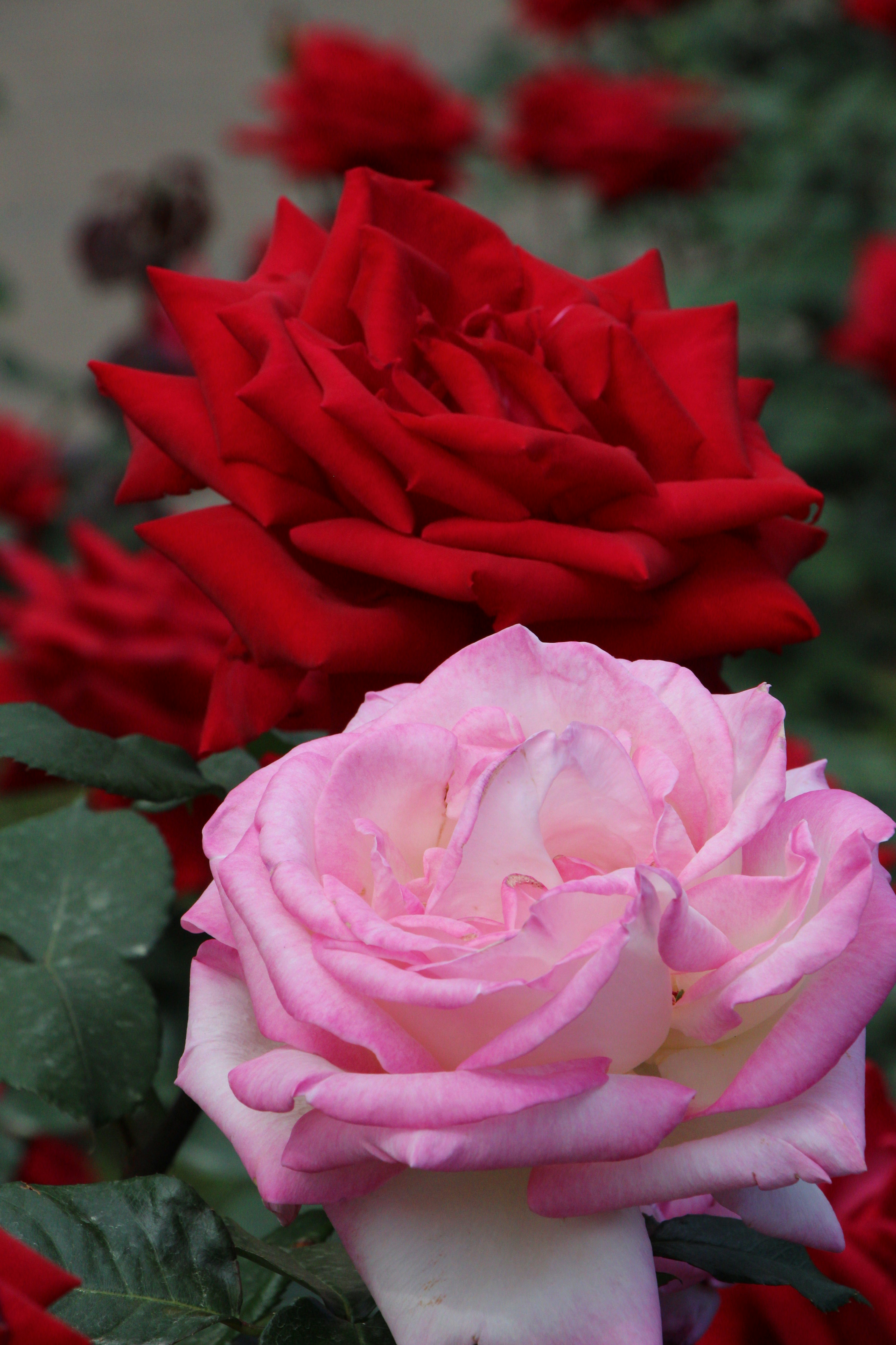 Close de uma rosa rosa com rosas vermelhas ao fundo