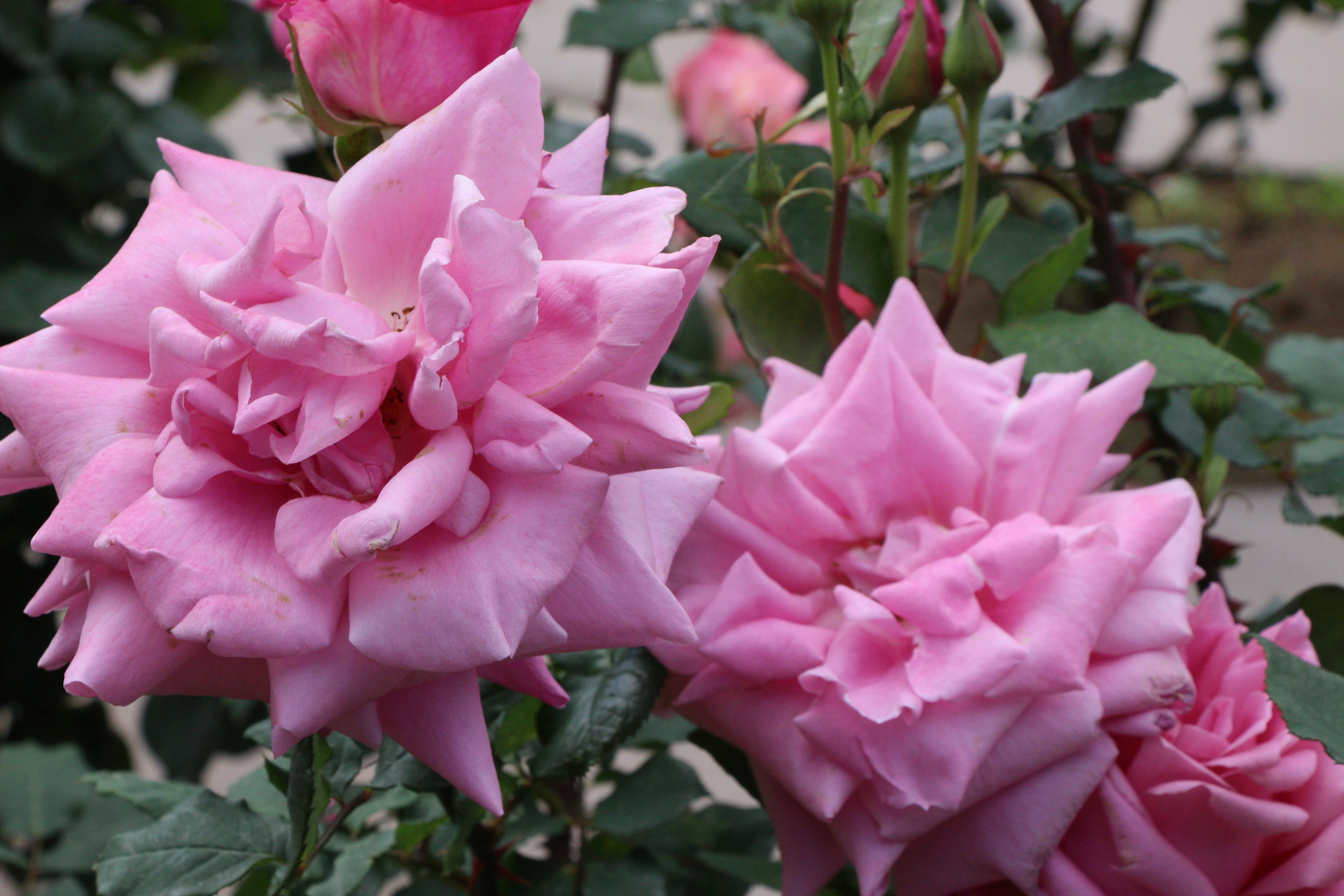 Duas delicadas rosas rosas florescem em um arbusto.