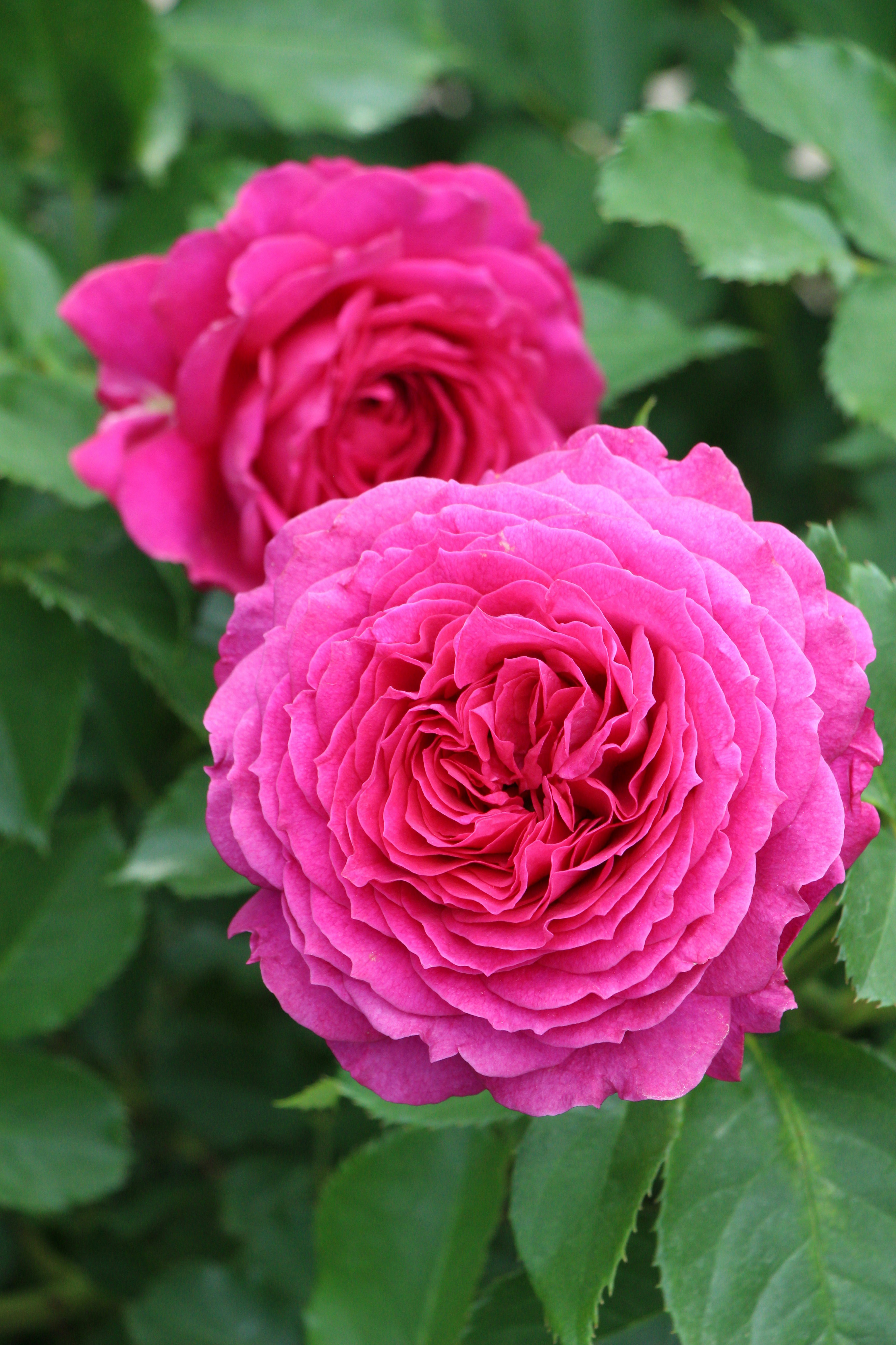 Duas rosas vibrantes de rosa florescem entre folhas verdes.