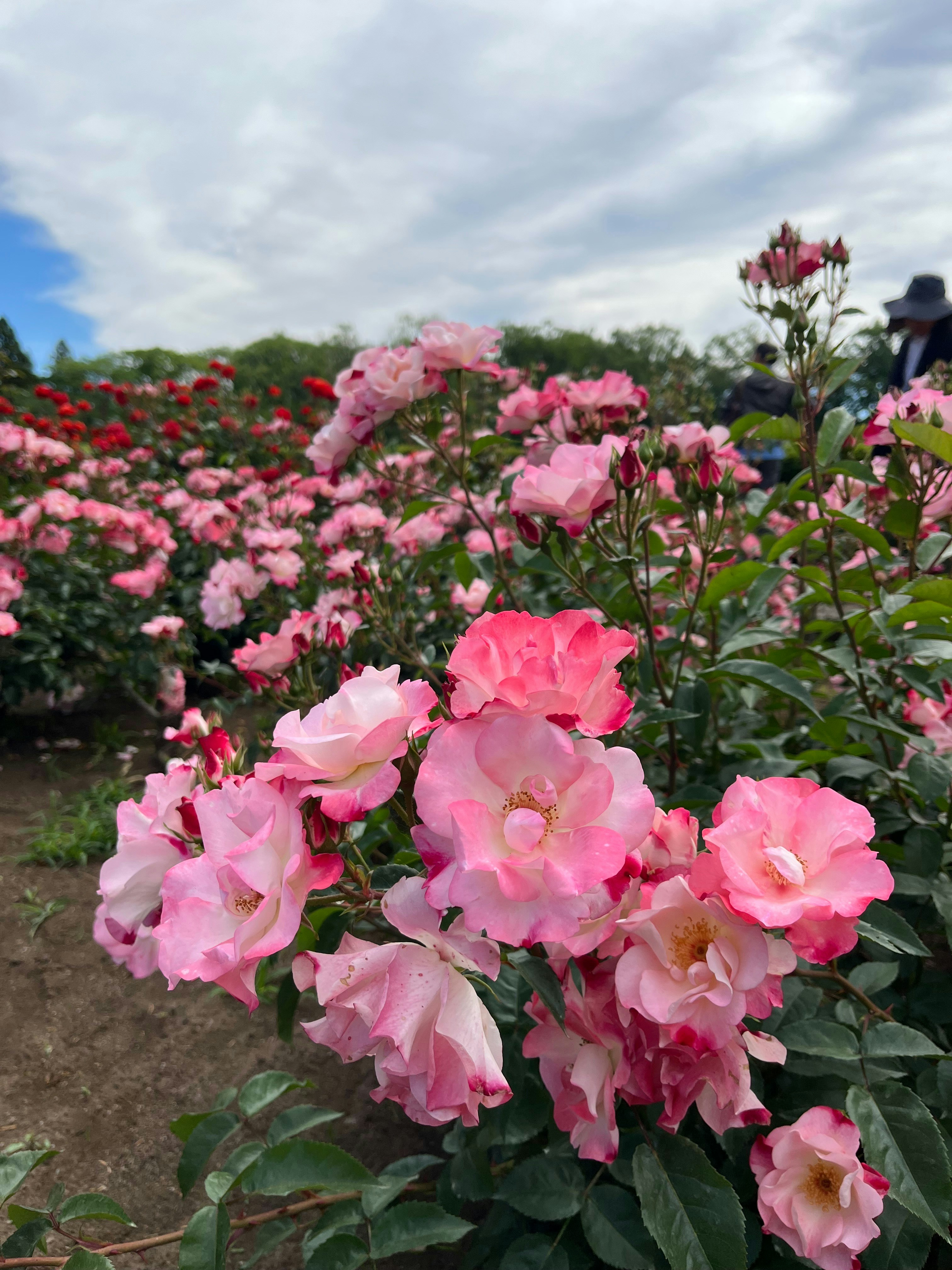 Um campo de rosas rosas desabrochando sob um céu nublado.