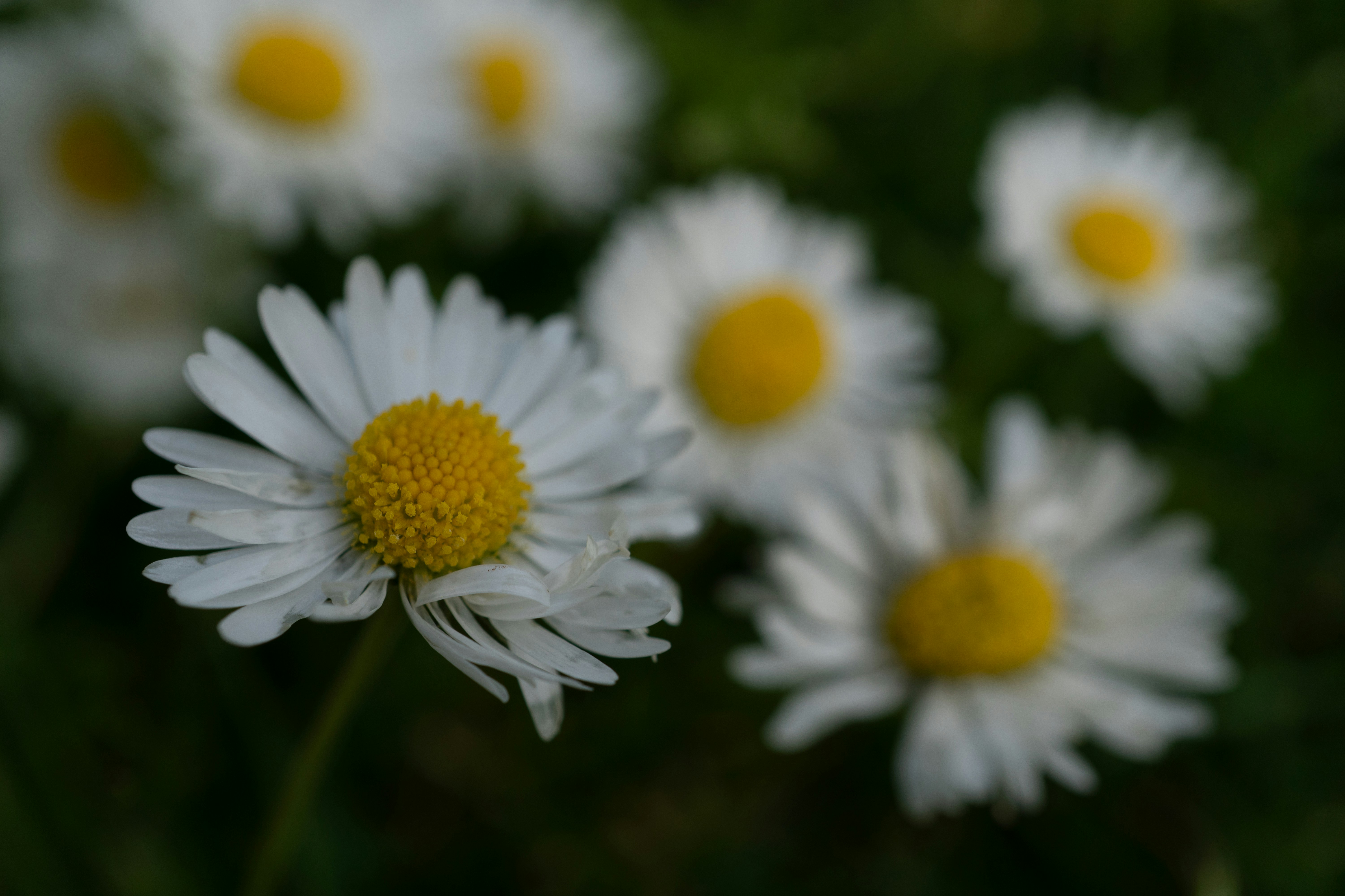 Photo by holzi11