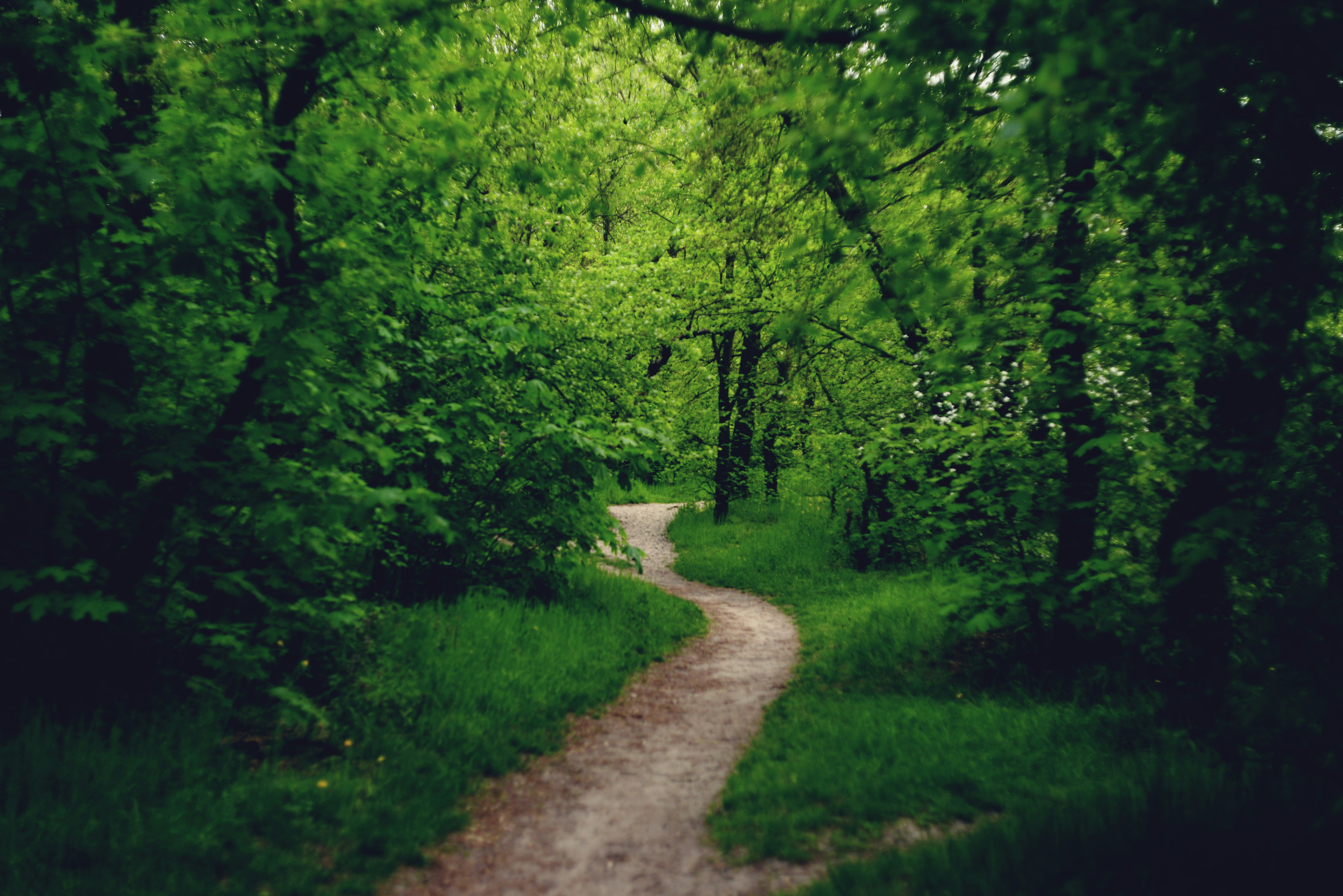A winding path through a lush green forest