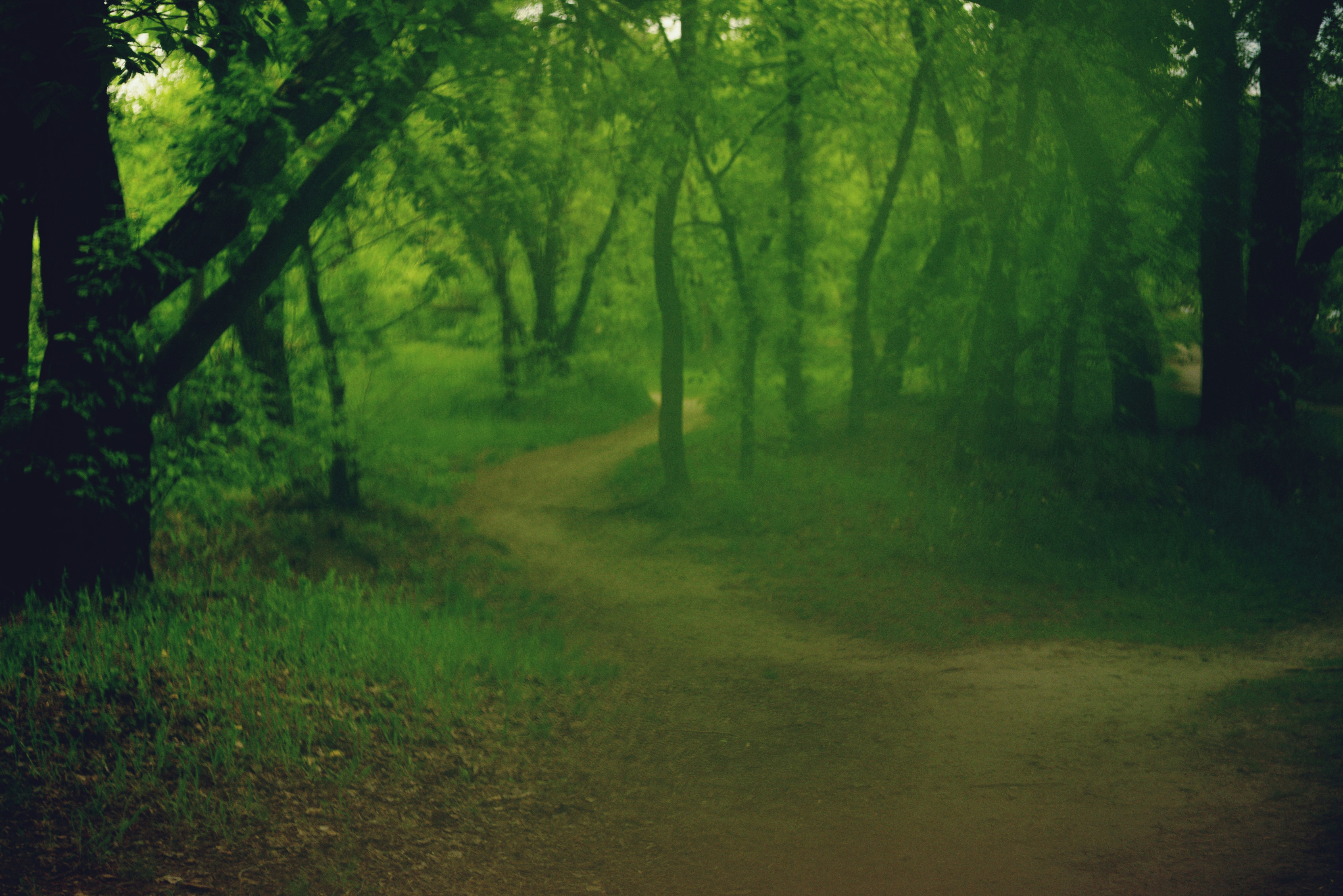 A winding dirt path through a lush green forest.