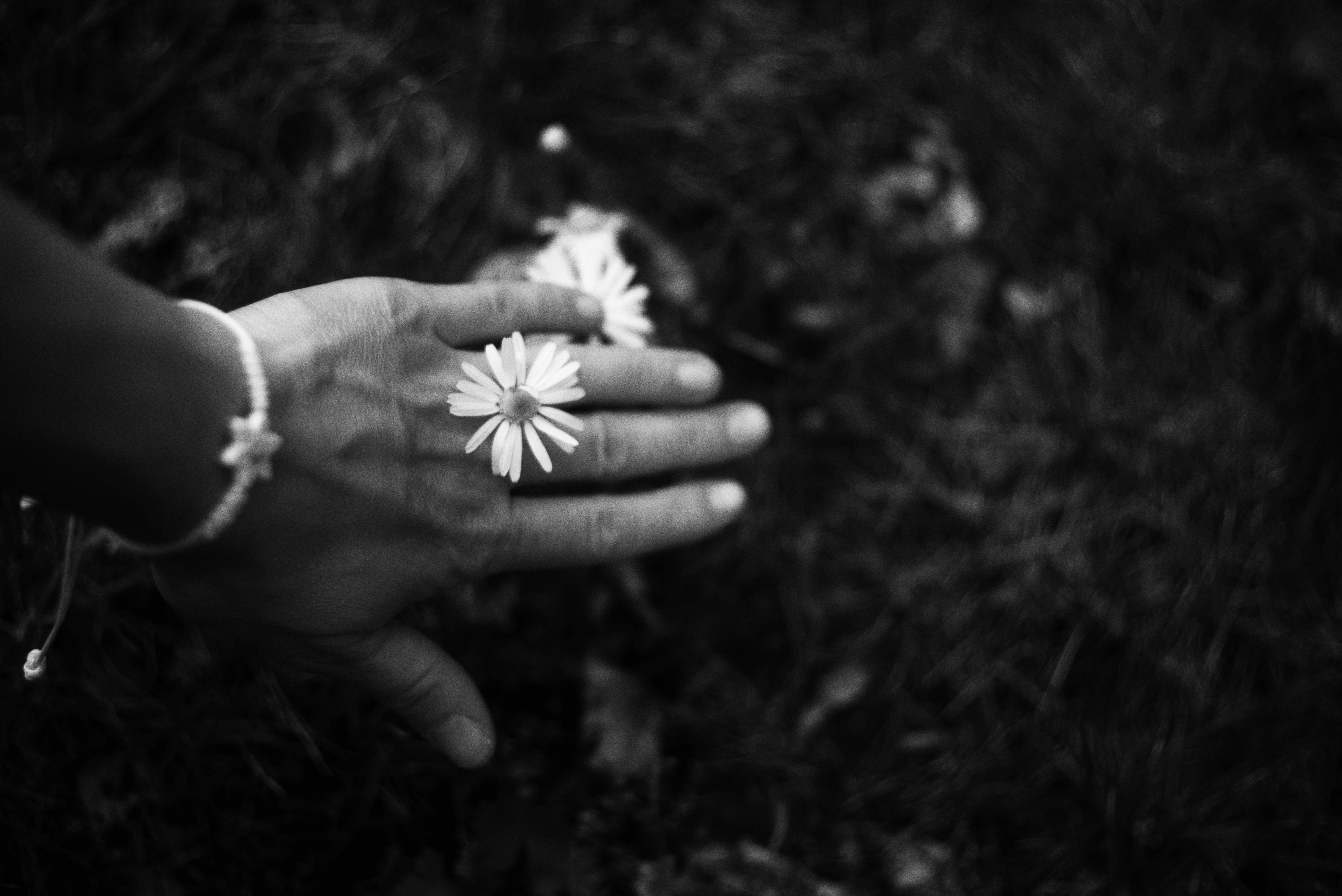 Hand with daisies on grass