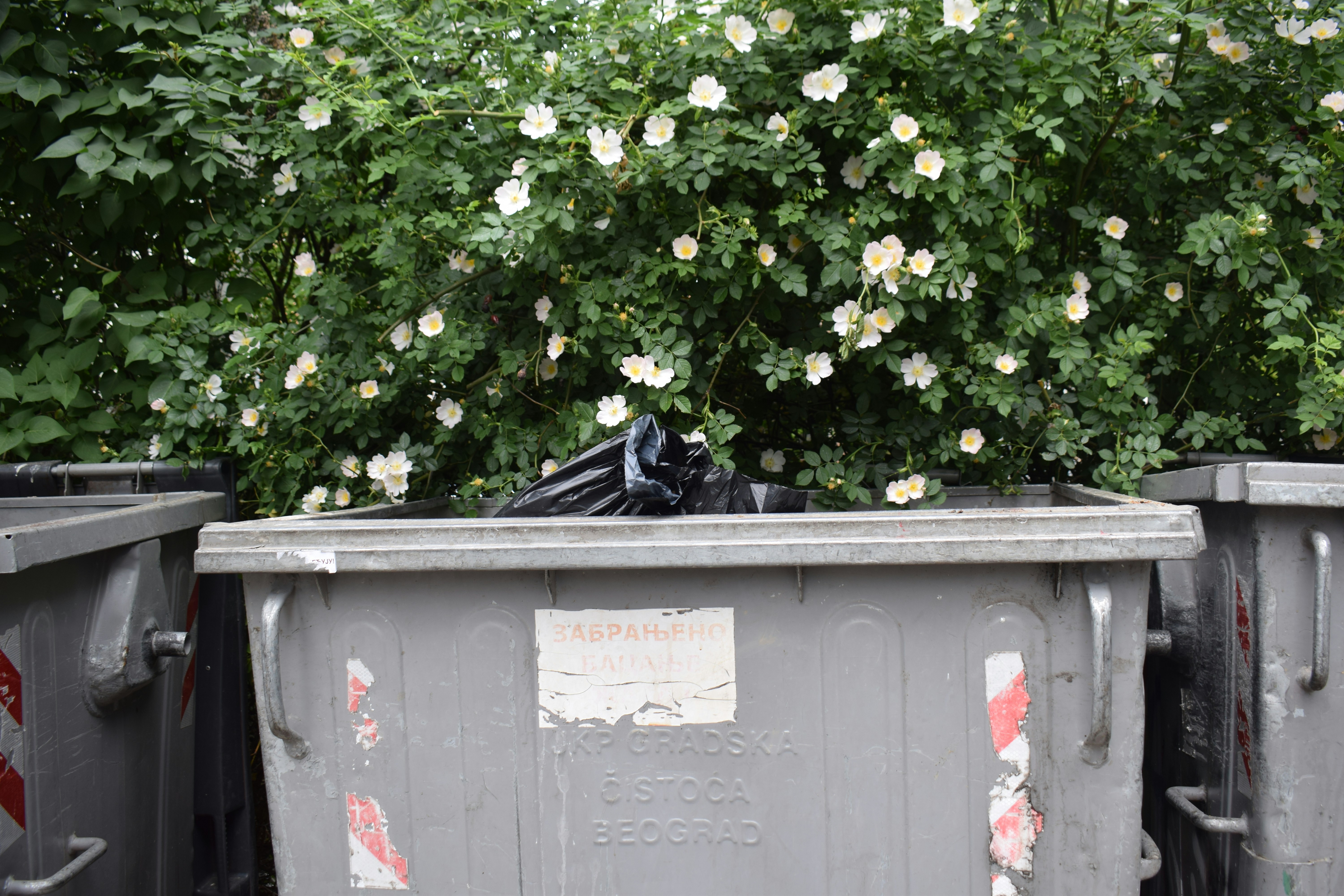 Trash cans overflowing with garbage near blooming bushes