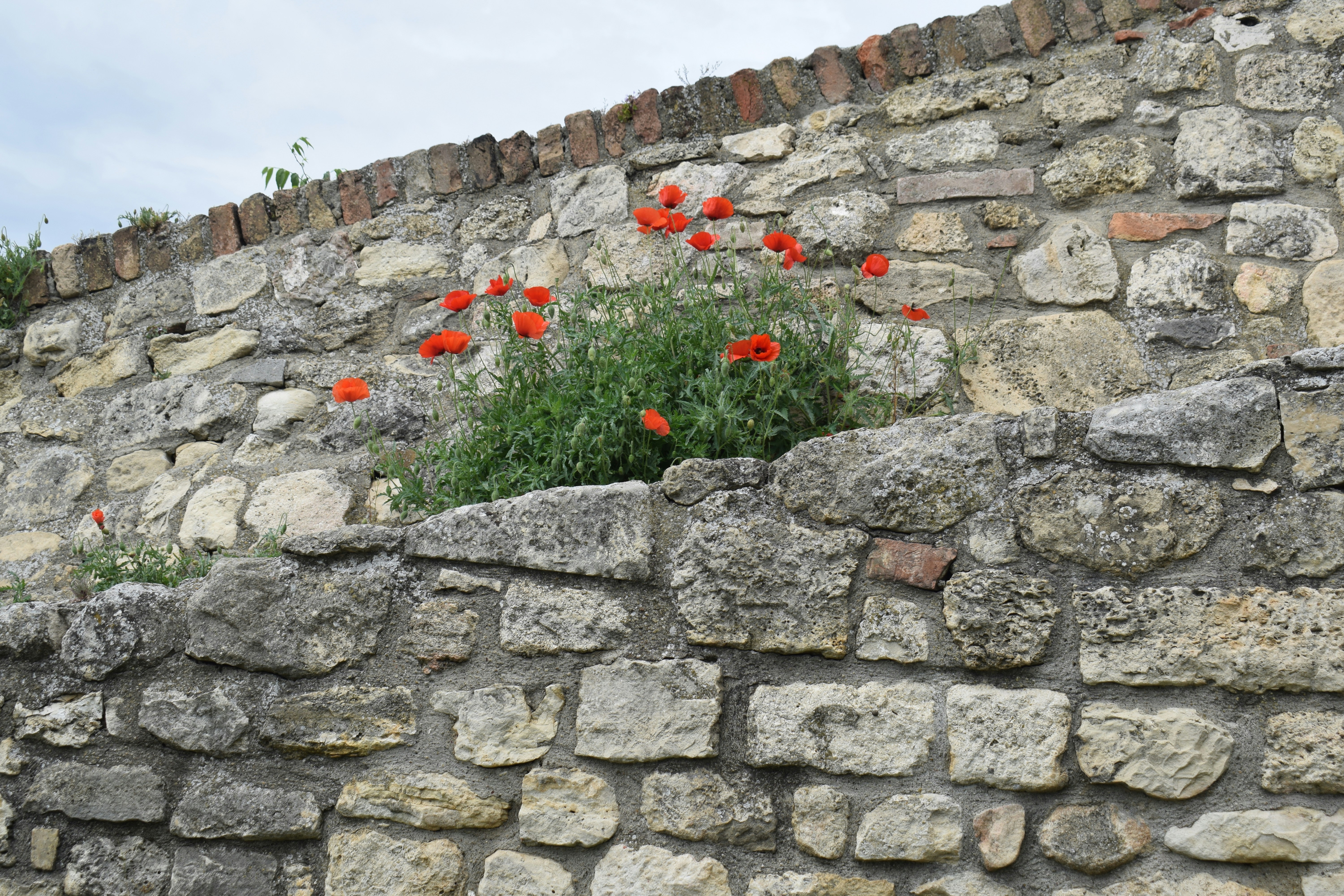Red poppies growing on a weathered stone wall