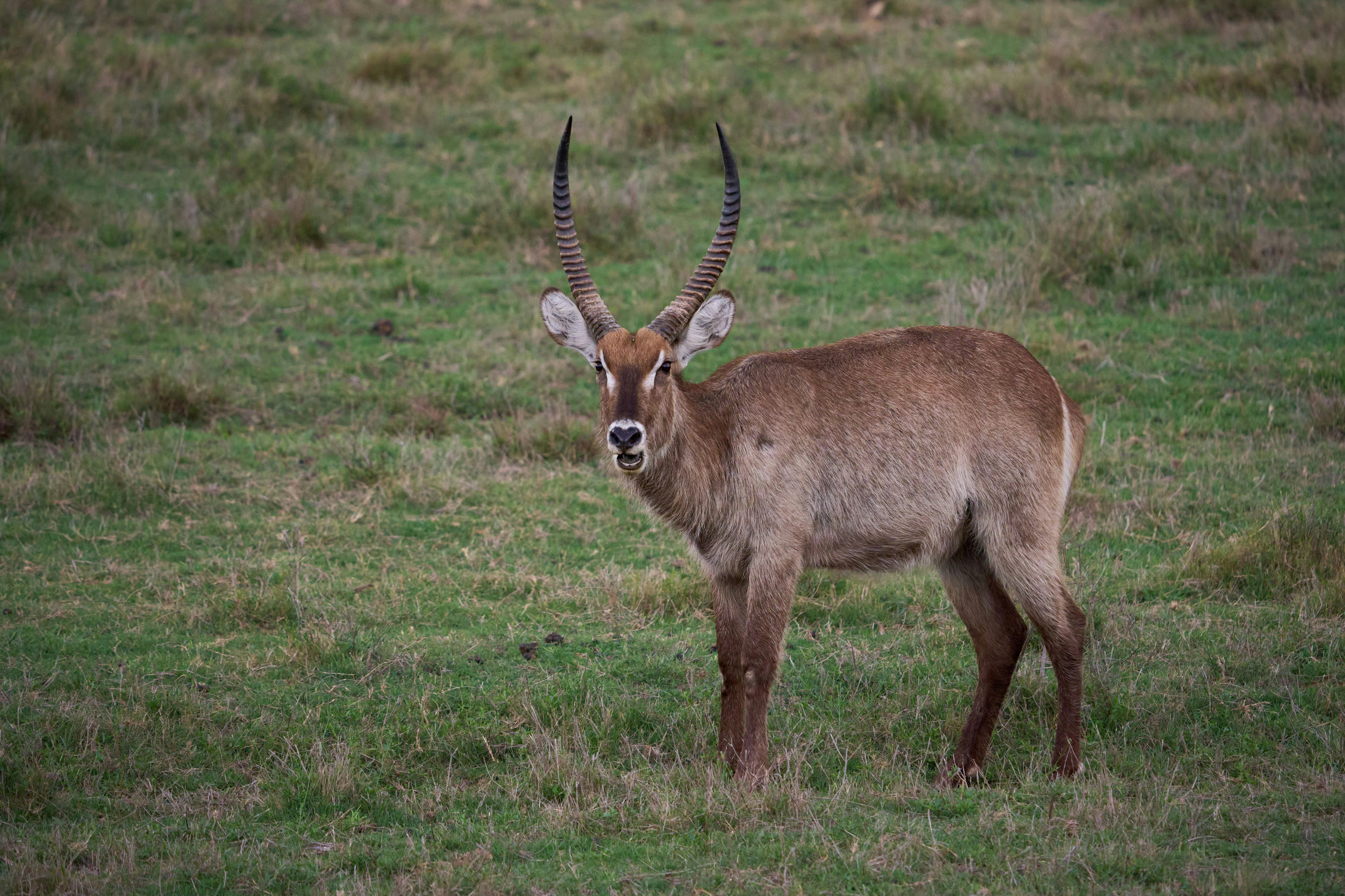 Seekor waterbuck berdiri di ladang berumput.
