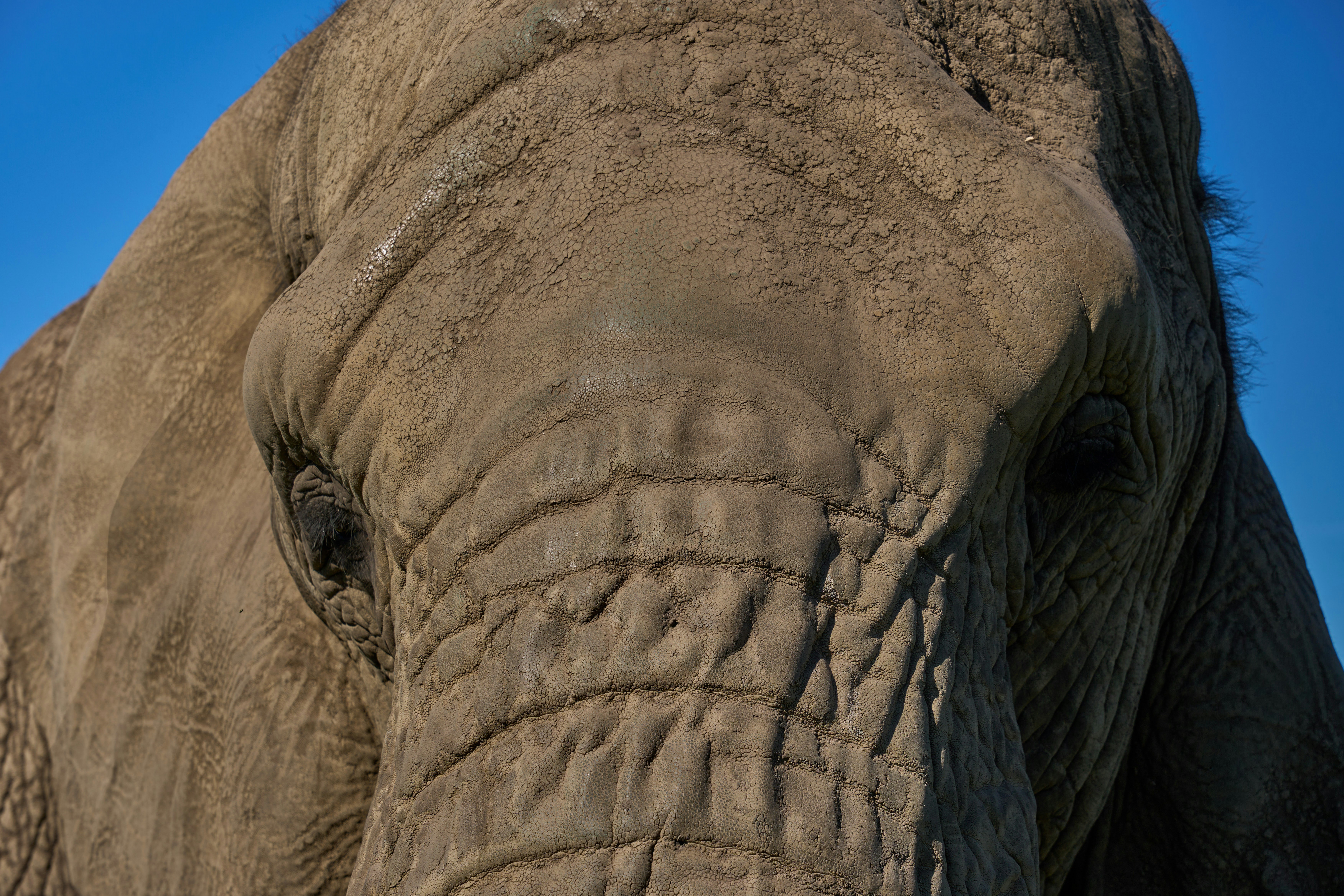 Close-up wajah gajah dengan langit biru