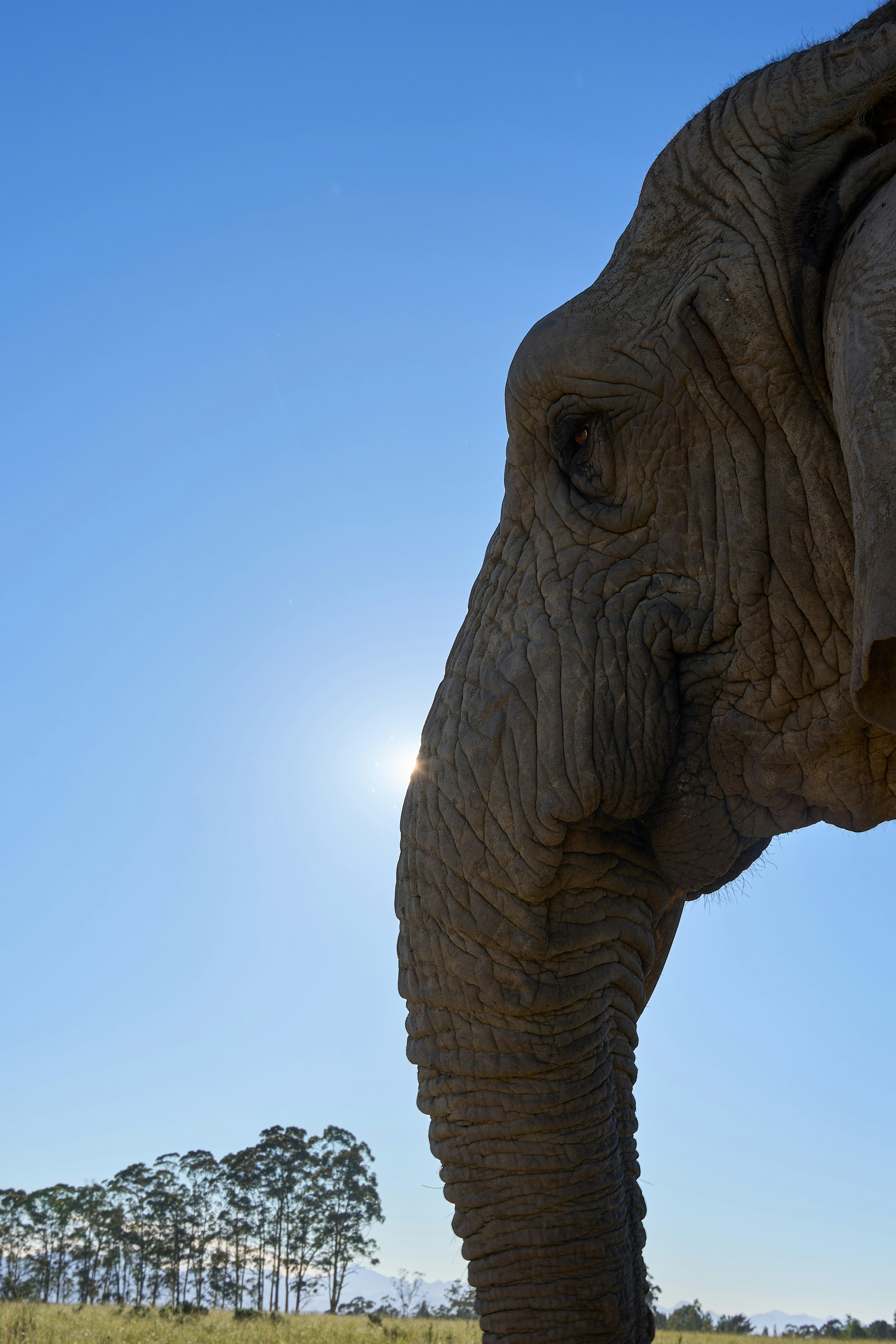 Kepala gajah berprofil di langit biru cerah.
