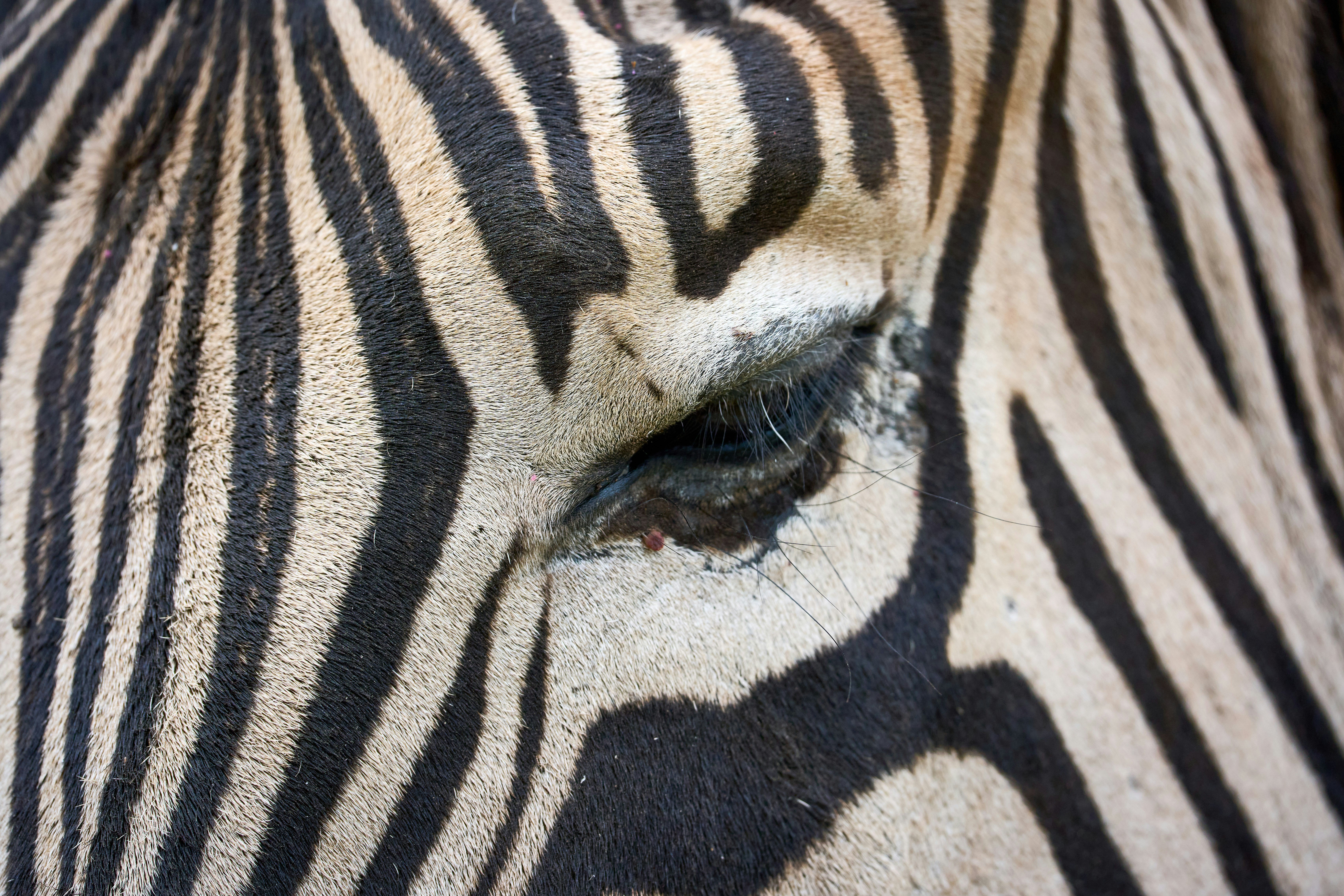 Close-up mata dan garis-garis zebra.