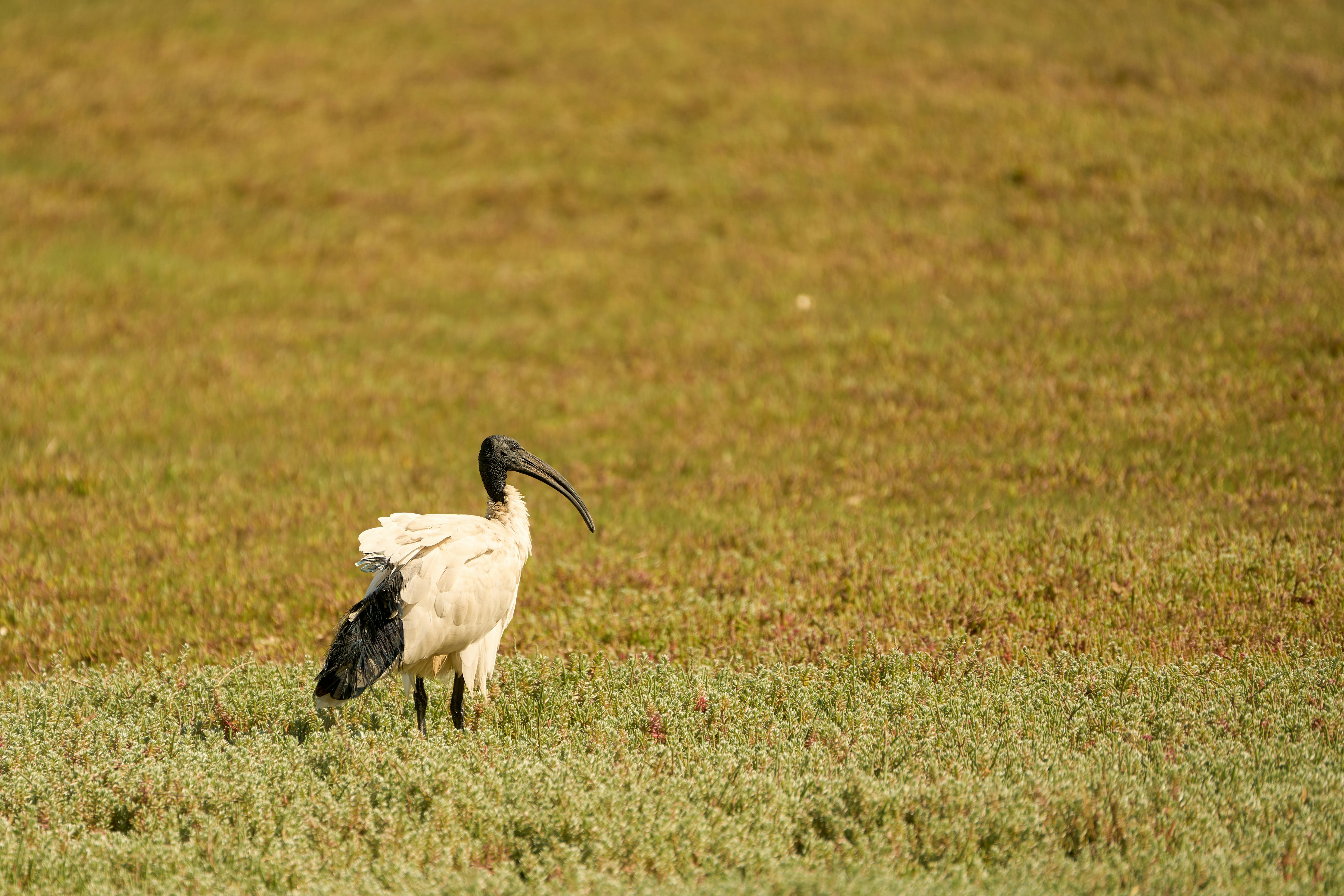 Ibis berdiri di lapangan berumput.