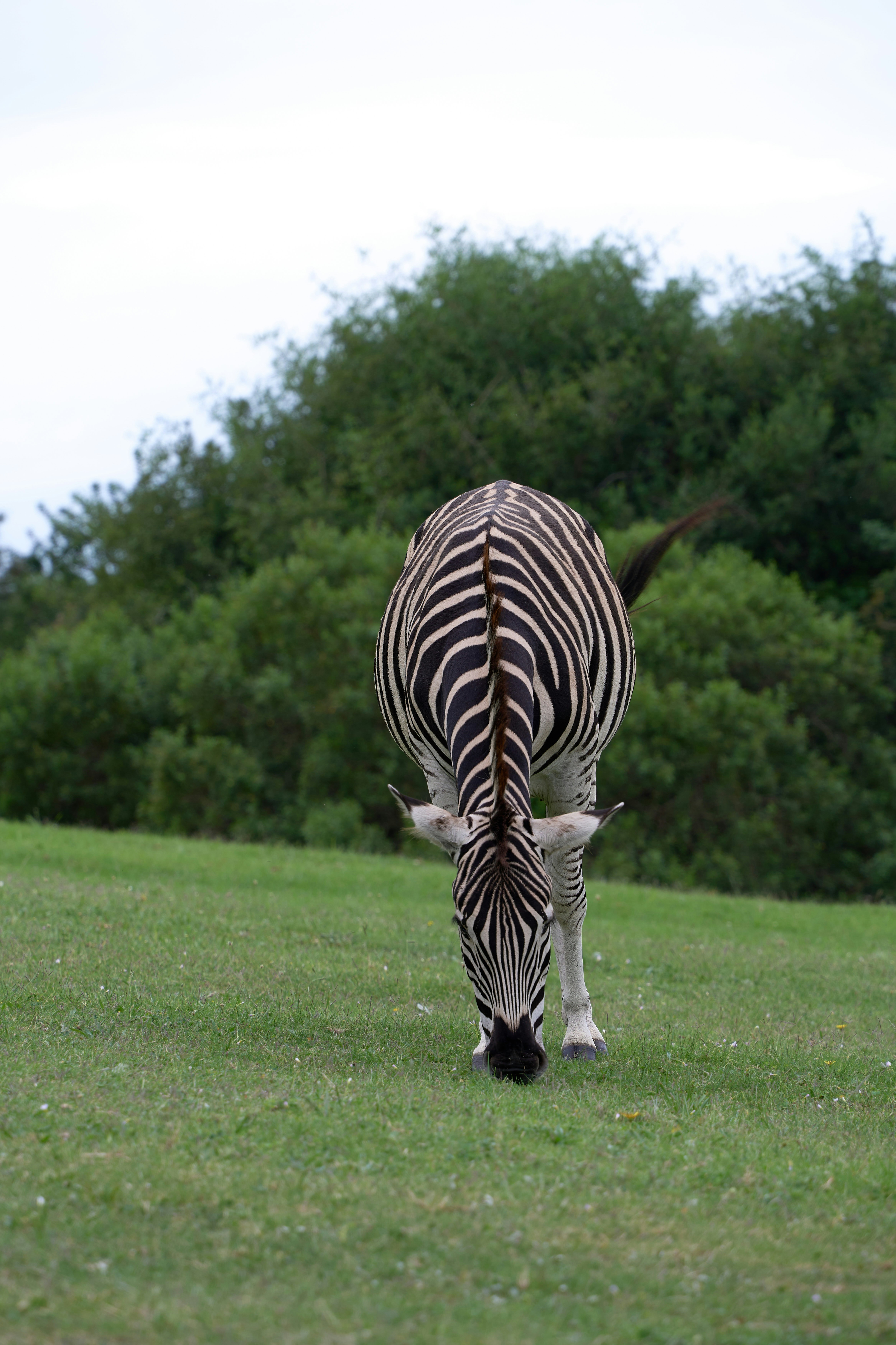Seekor zebra merumput di lapangan berumput.