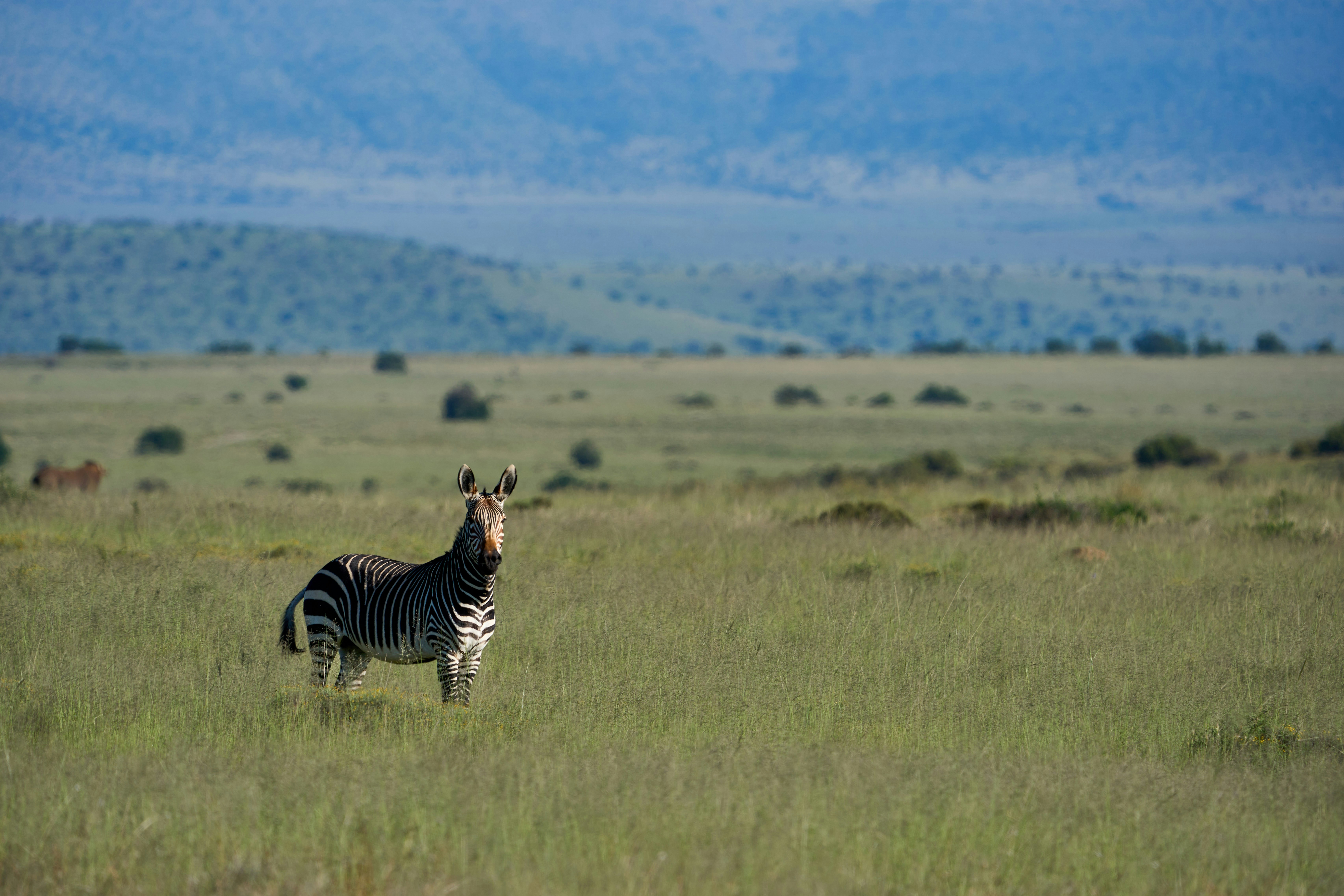 Seekor zebra tunggal berdiri di sabana berumput yang luas.