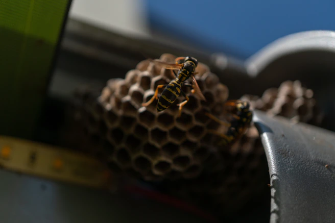 Wasp nest with a wasp on a metal surface