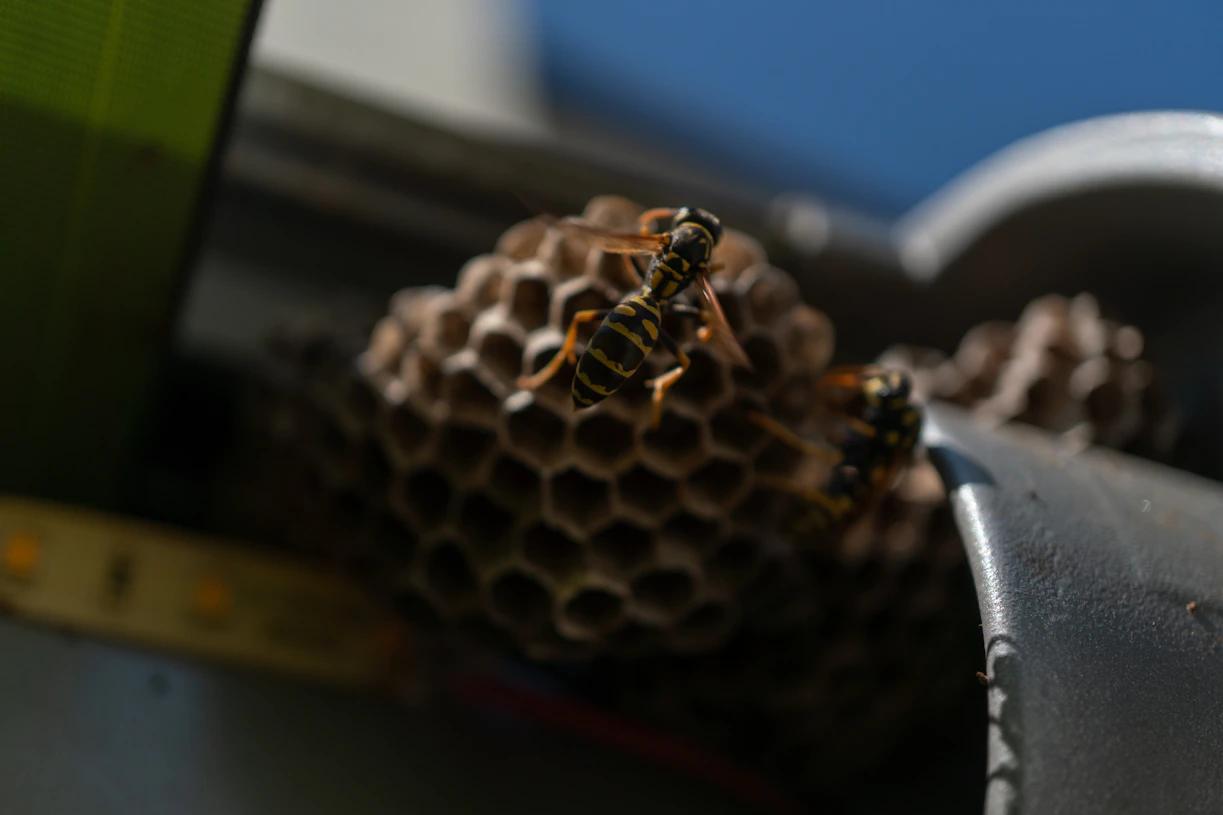 Wasp nest with a wasp on a metal surface