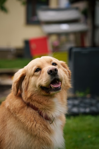 Happy golden dog looking up attentively at its owner, demonstrating focused eye contact