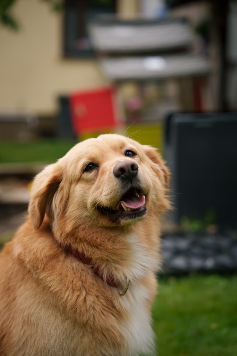Teach Your Dog to Focus on You: A Positive Training Guide