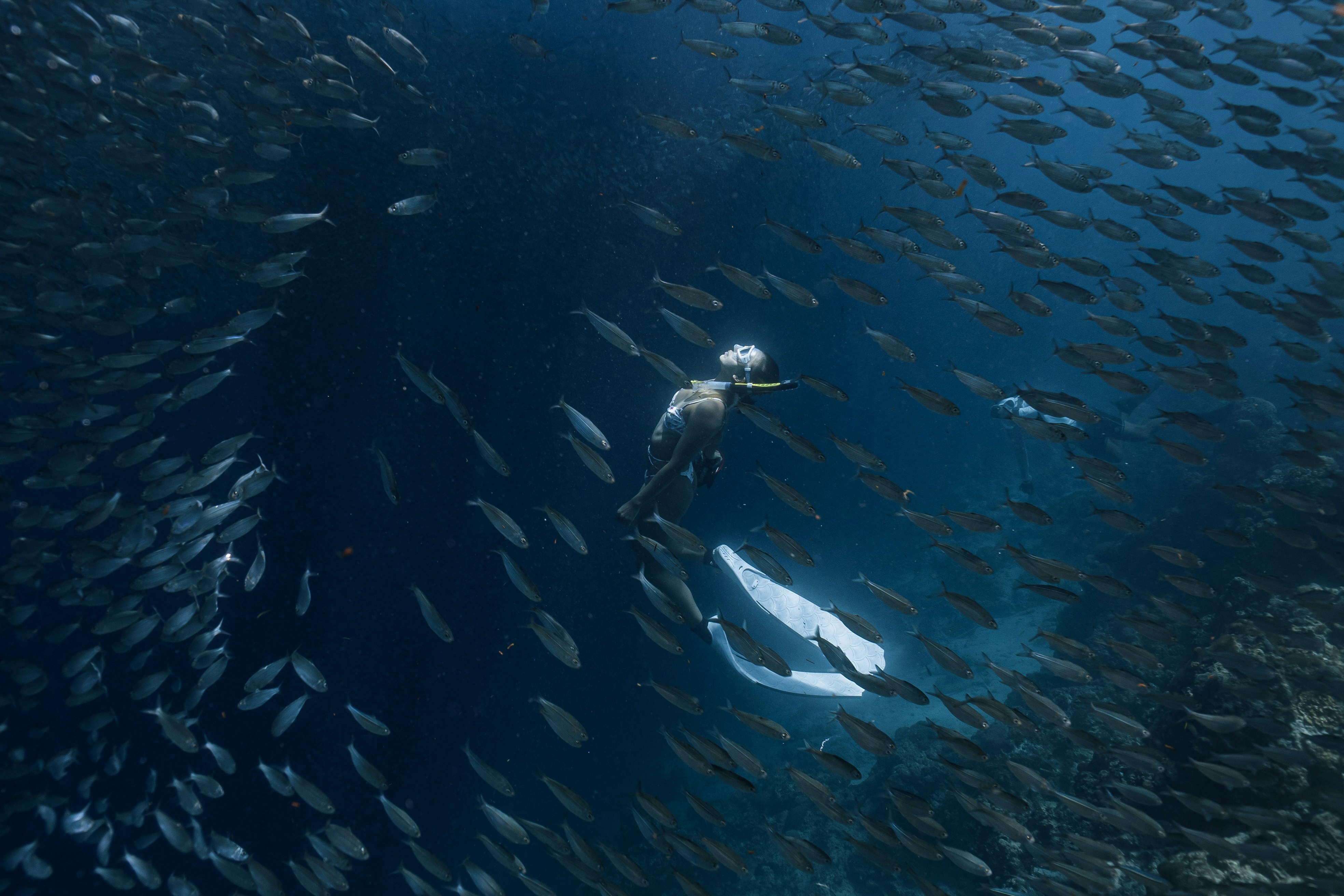 Swirling sardine school underwater off Pescador Island, Moalboal, Cebu