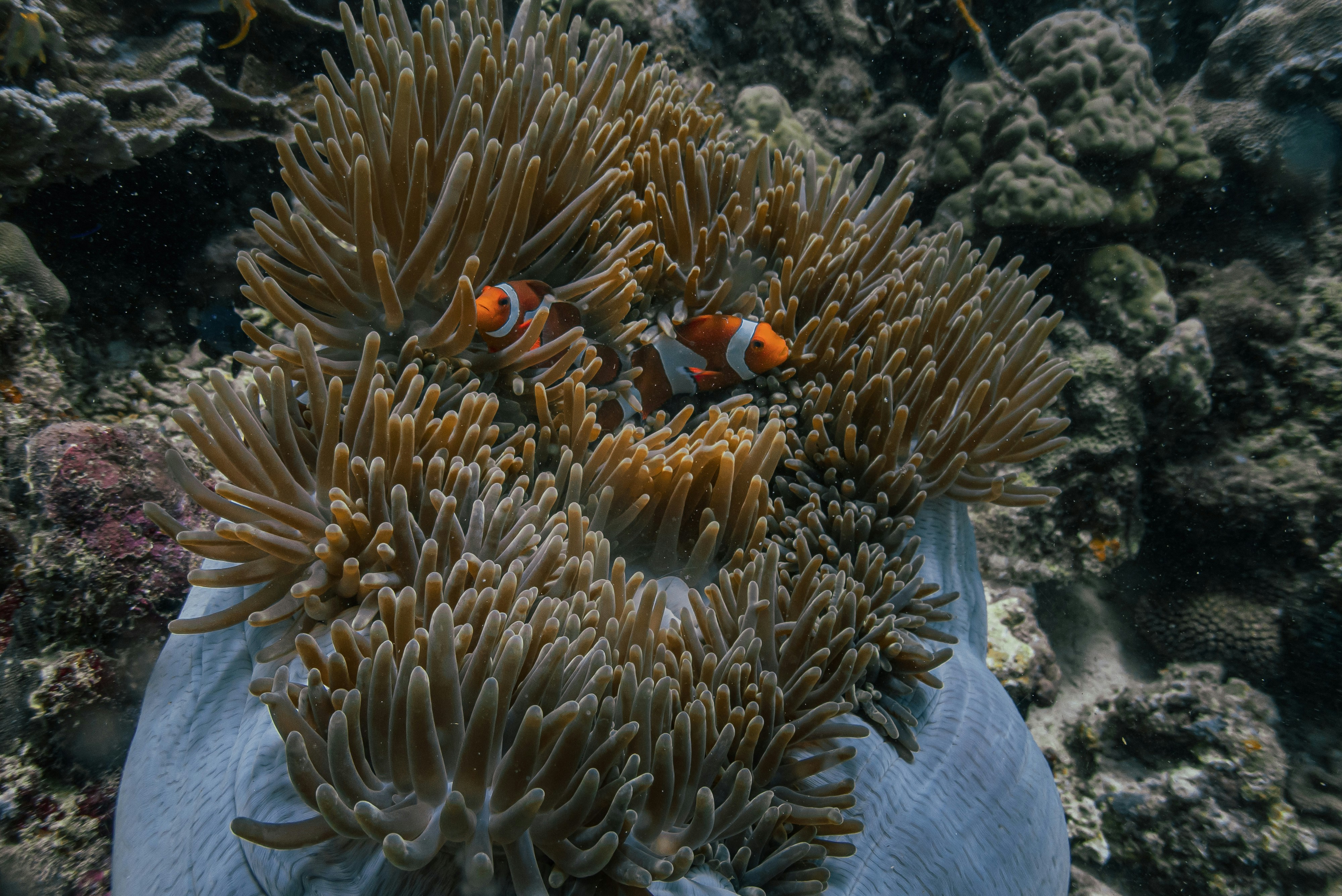 Two clownfish nestled in a sea anemone underwater.