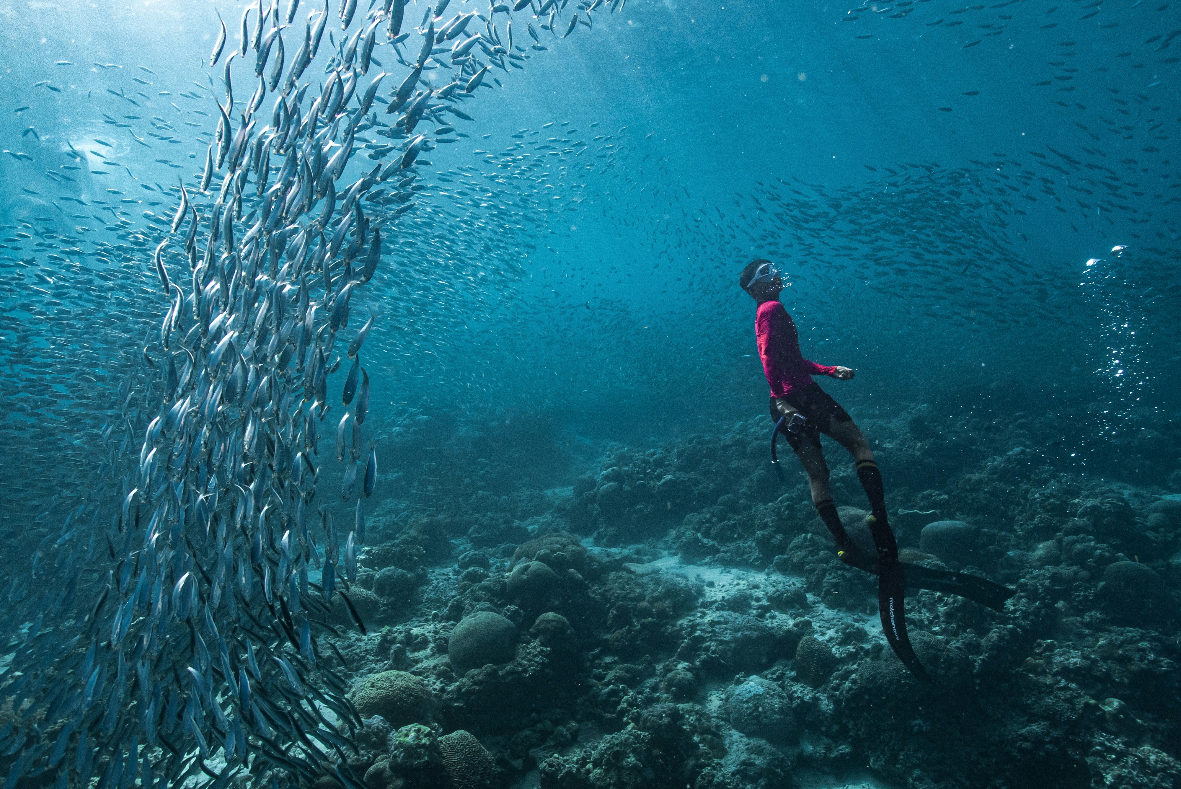 A free diver swims with a large school of fish.