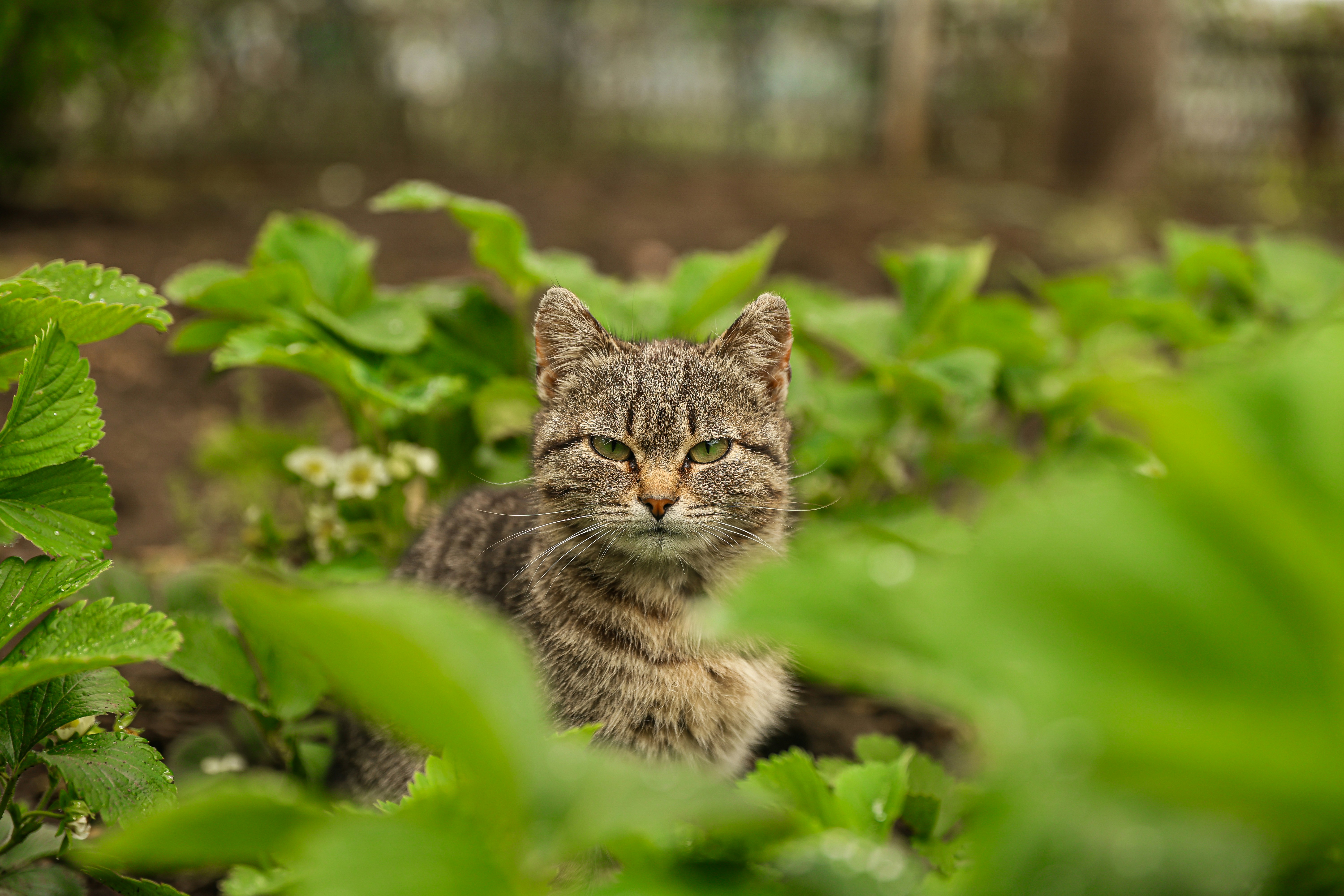 トラ猫が青々とした植物の間から覗いています。