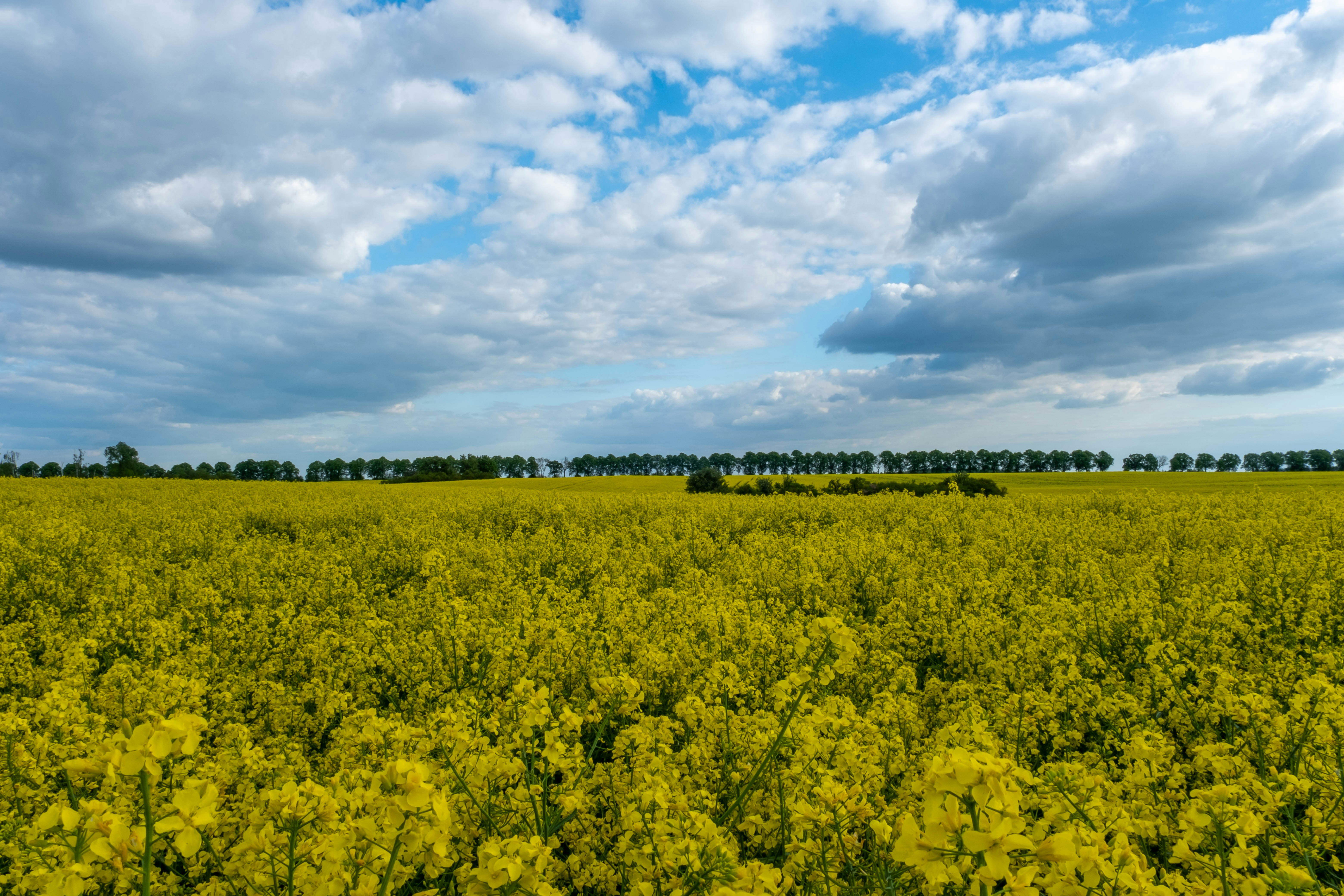 Photo by skajpel