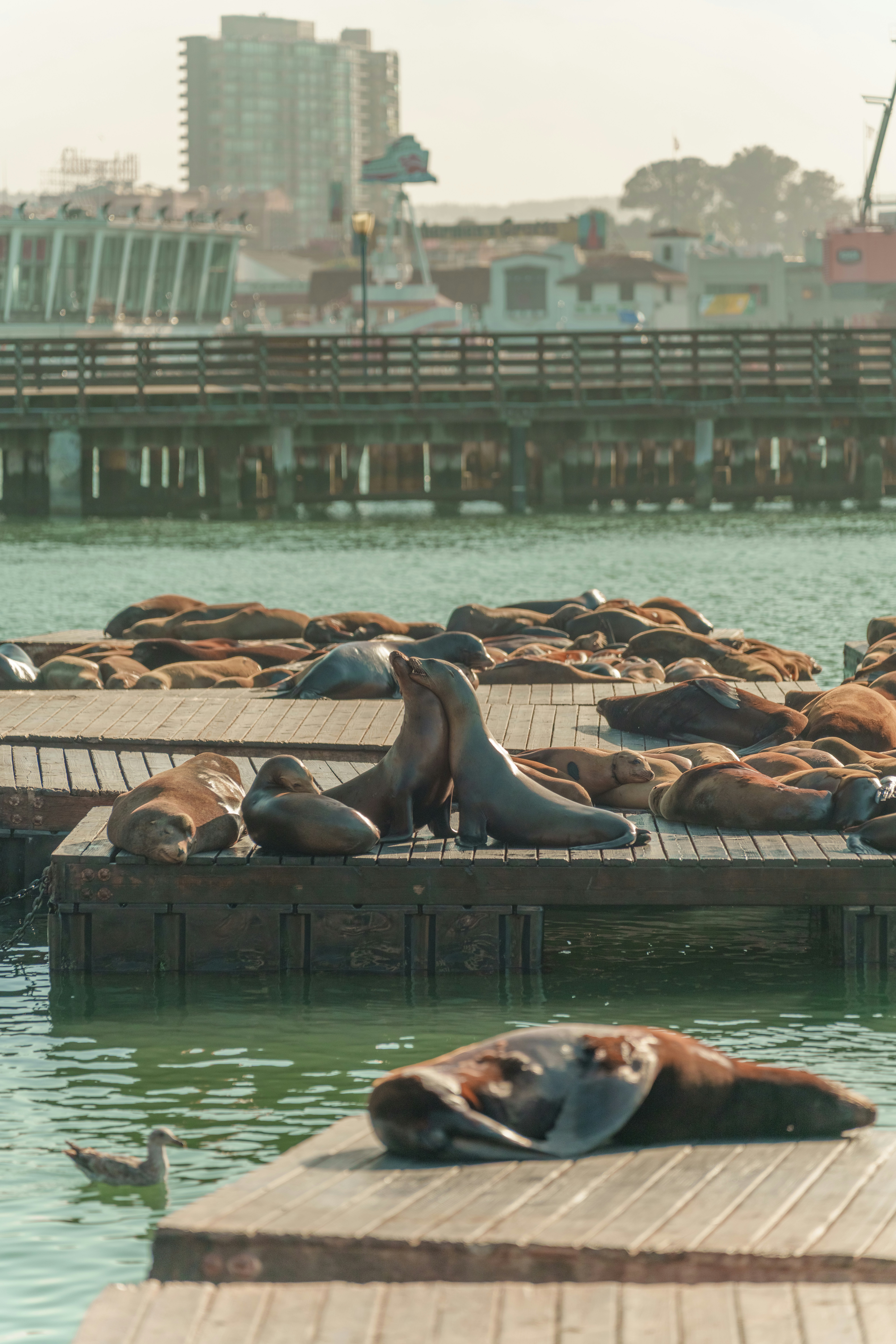 Sea lions resting on wooden docks by the water