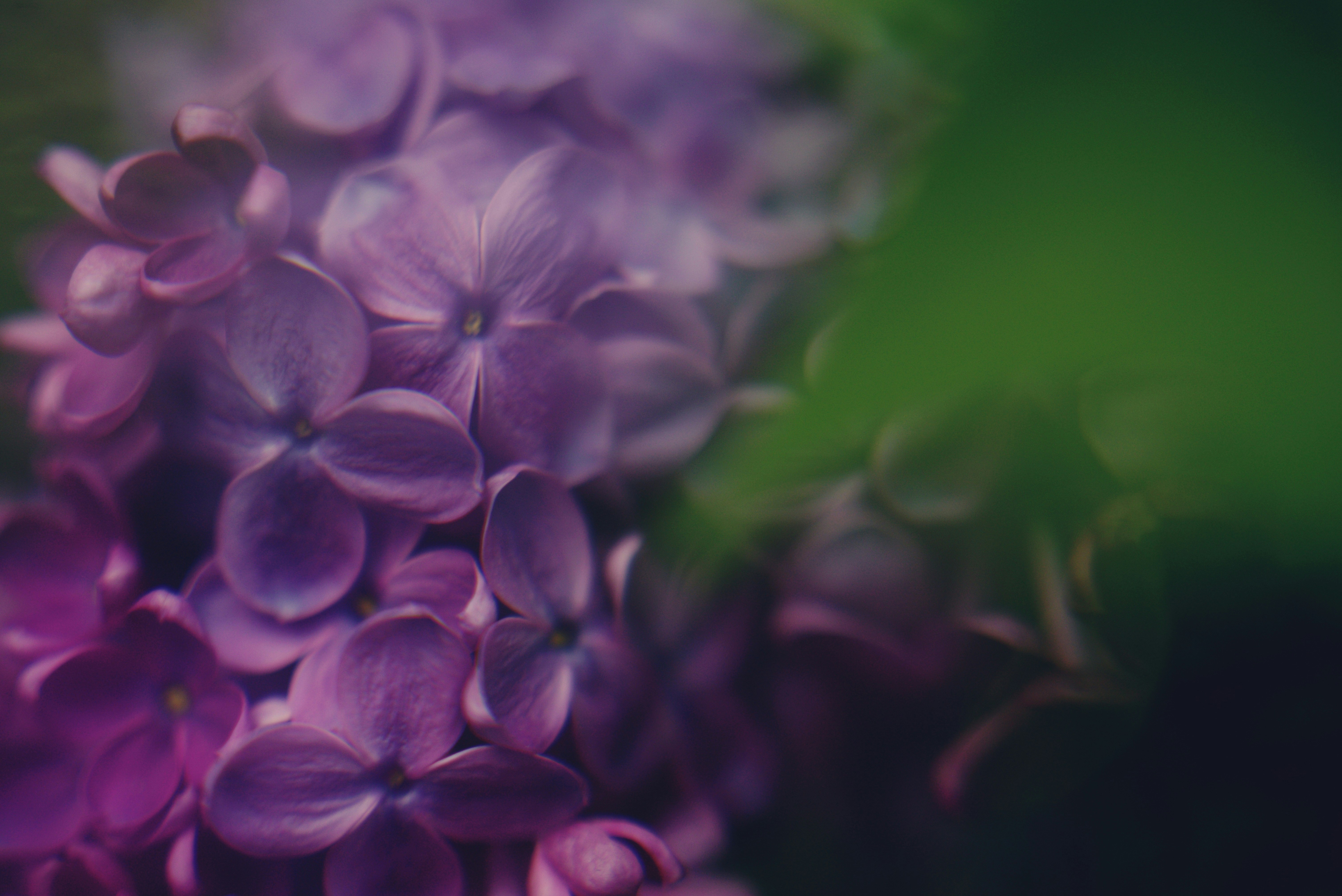 Close-up of purple lilac flowers with green leaves
