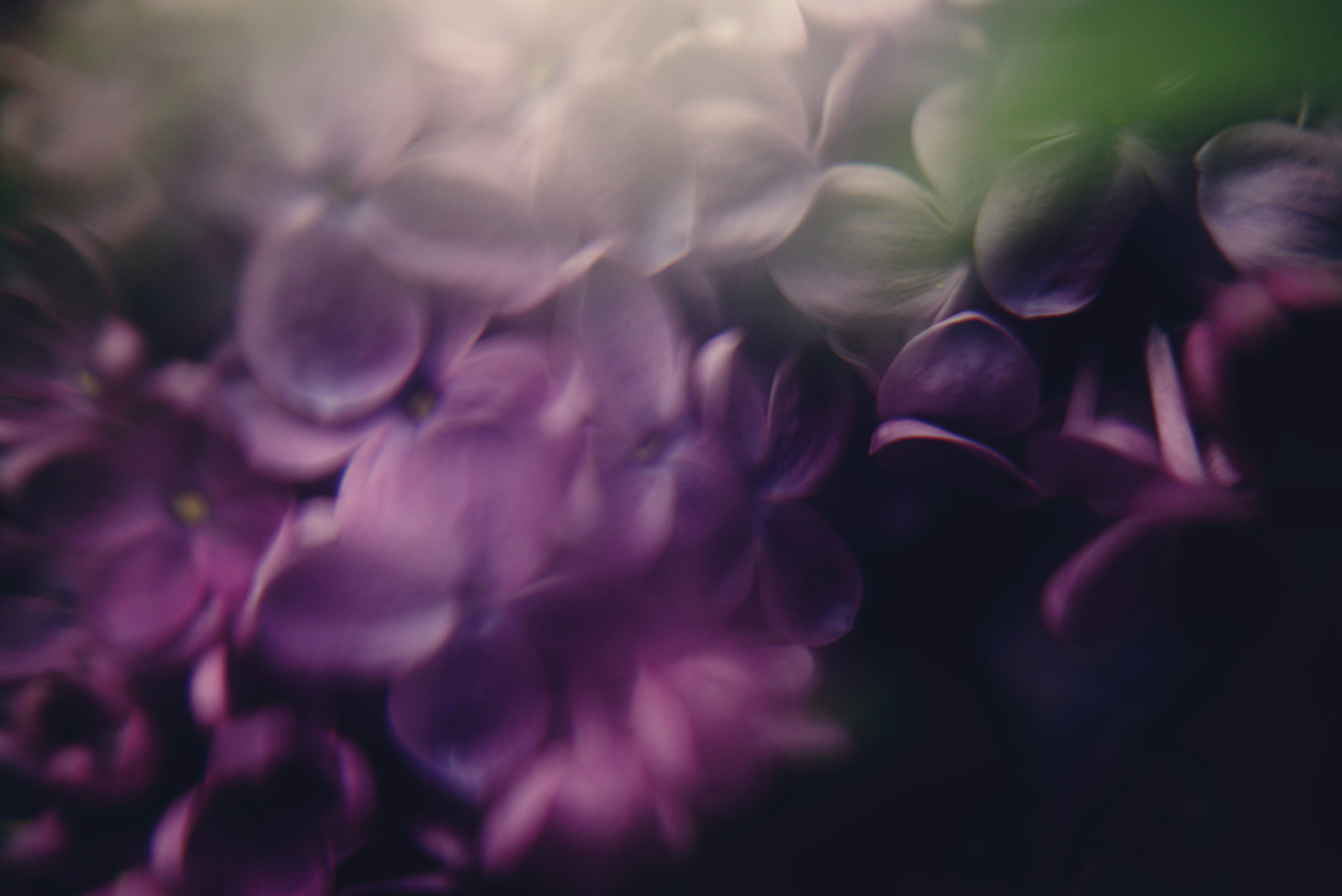 Soft focus purple flowers with a dark background