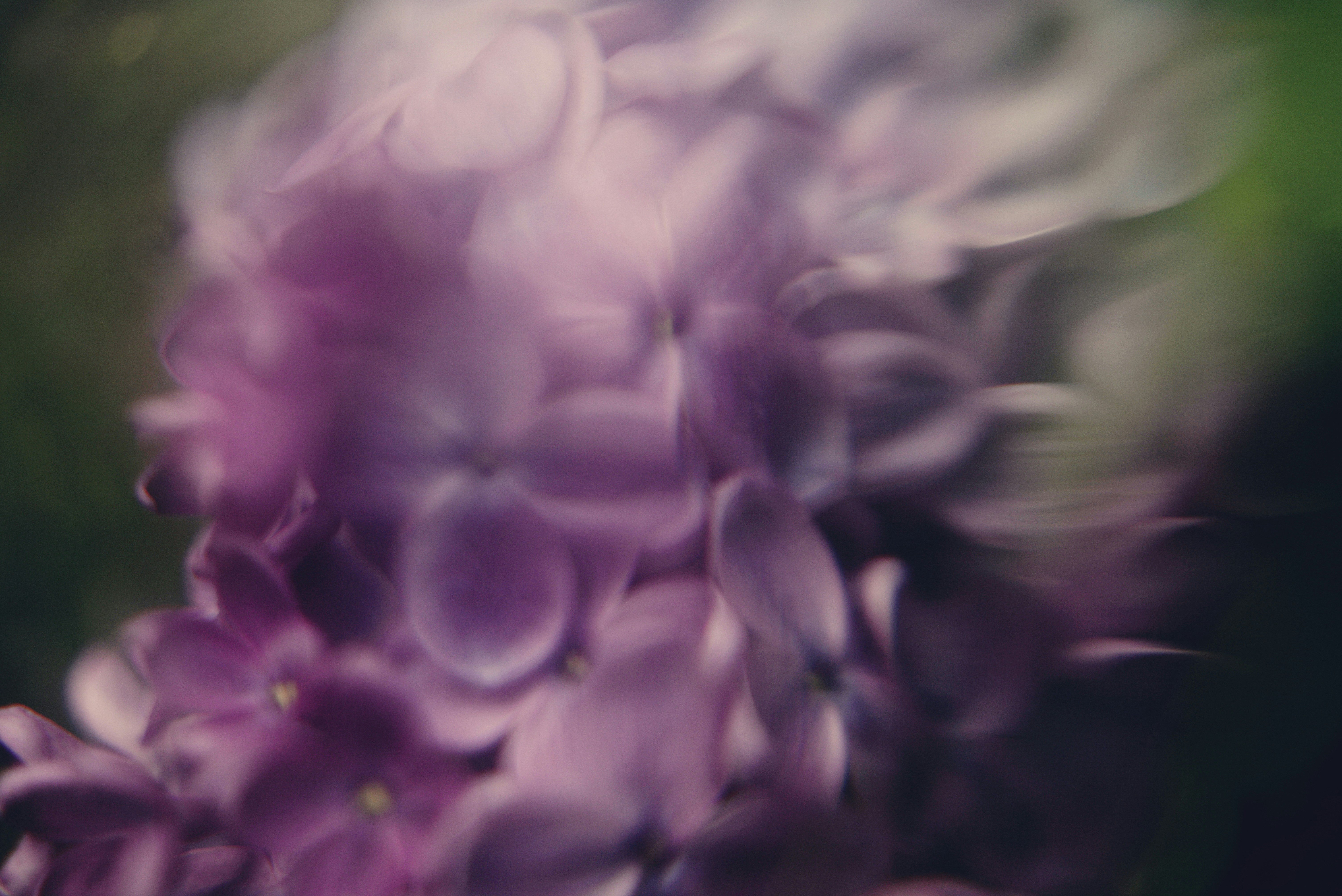 Close-up of soft purple lilac flowers with green background