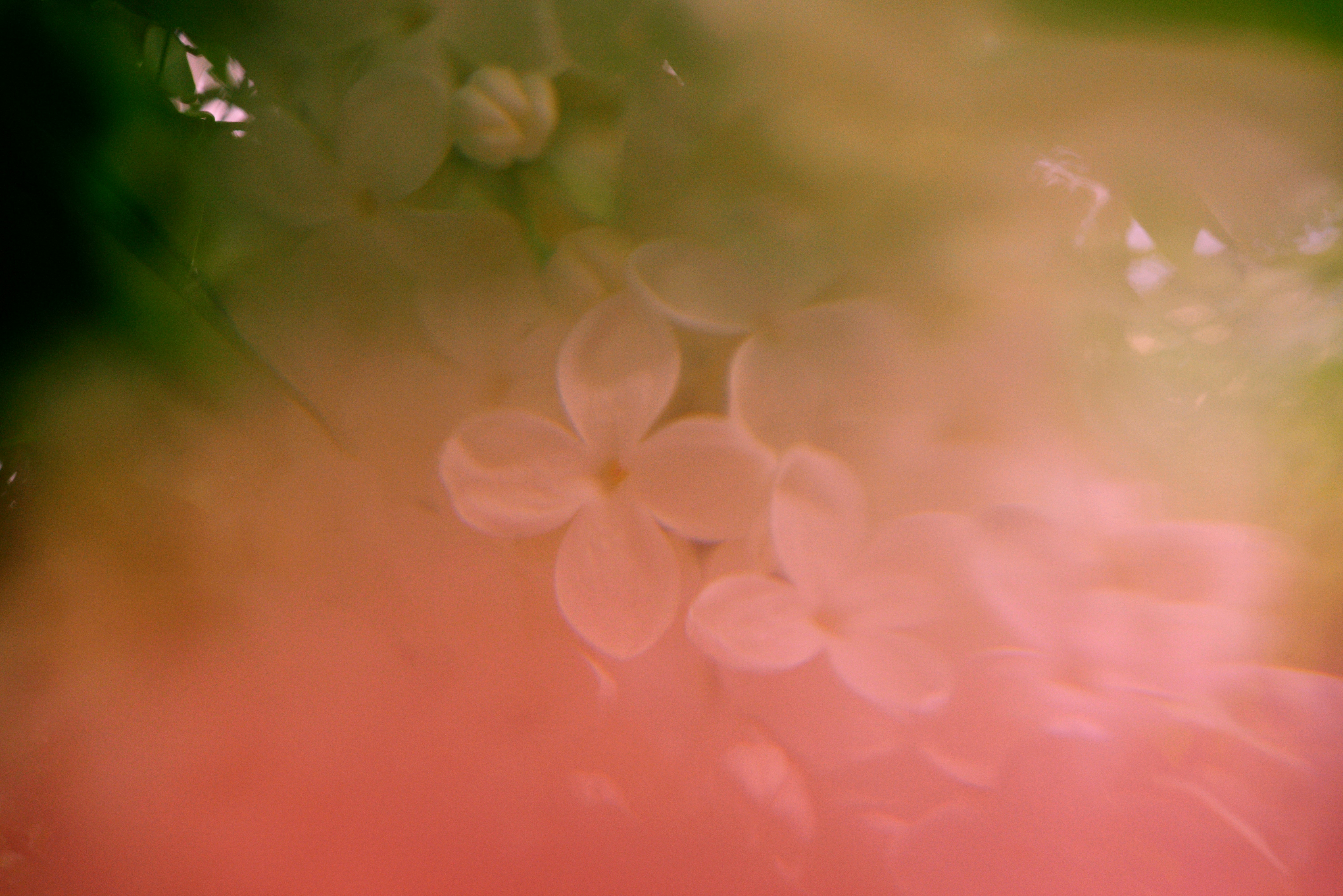 Soft focus white flowers with green leaves and pink hues