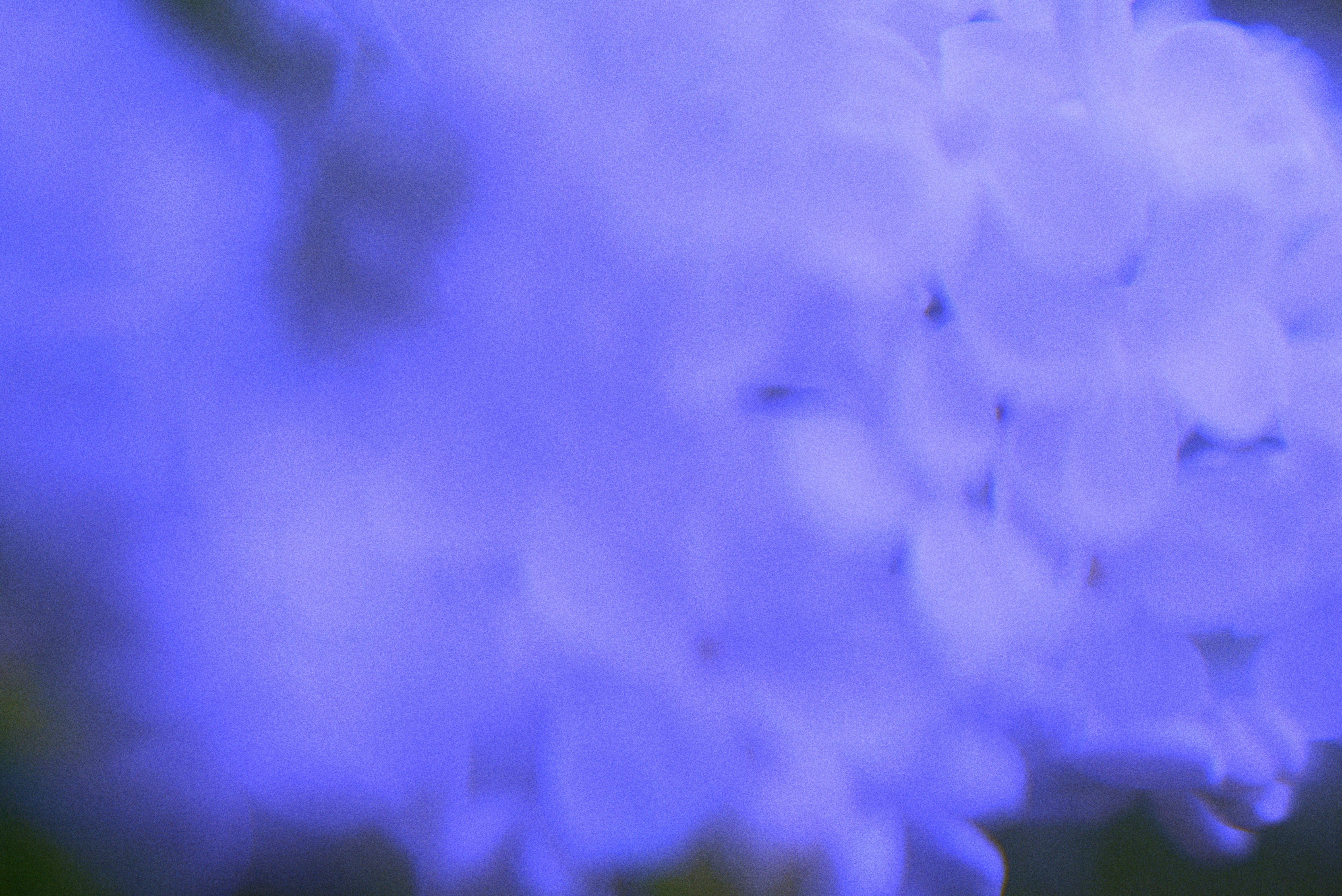 Soft focus of purple lilac flowers