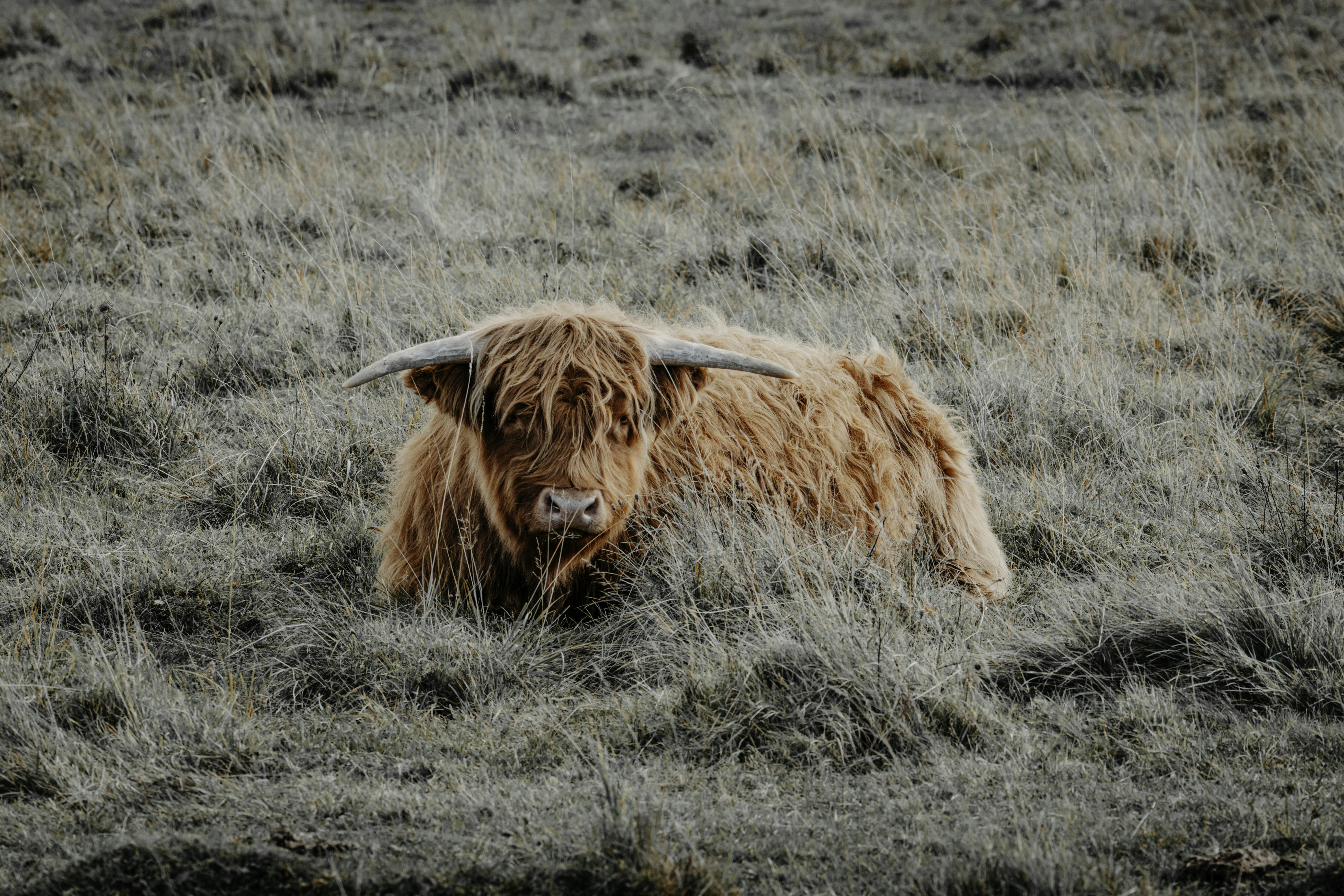 Una vaca de las tierras altas y peluda descansa en un campo.