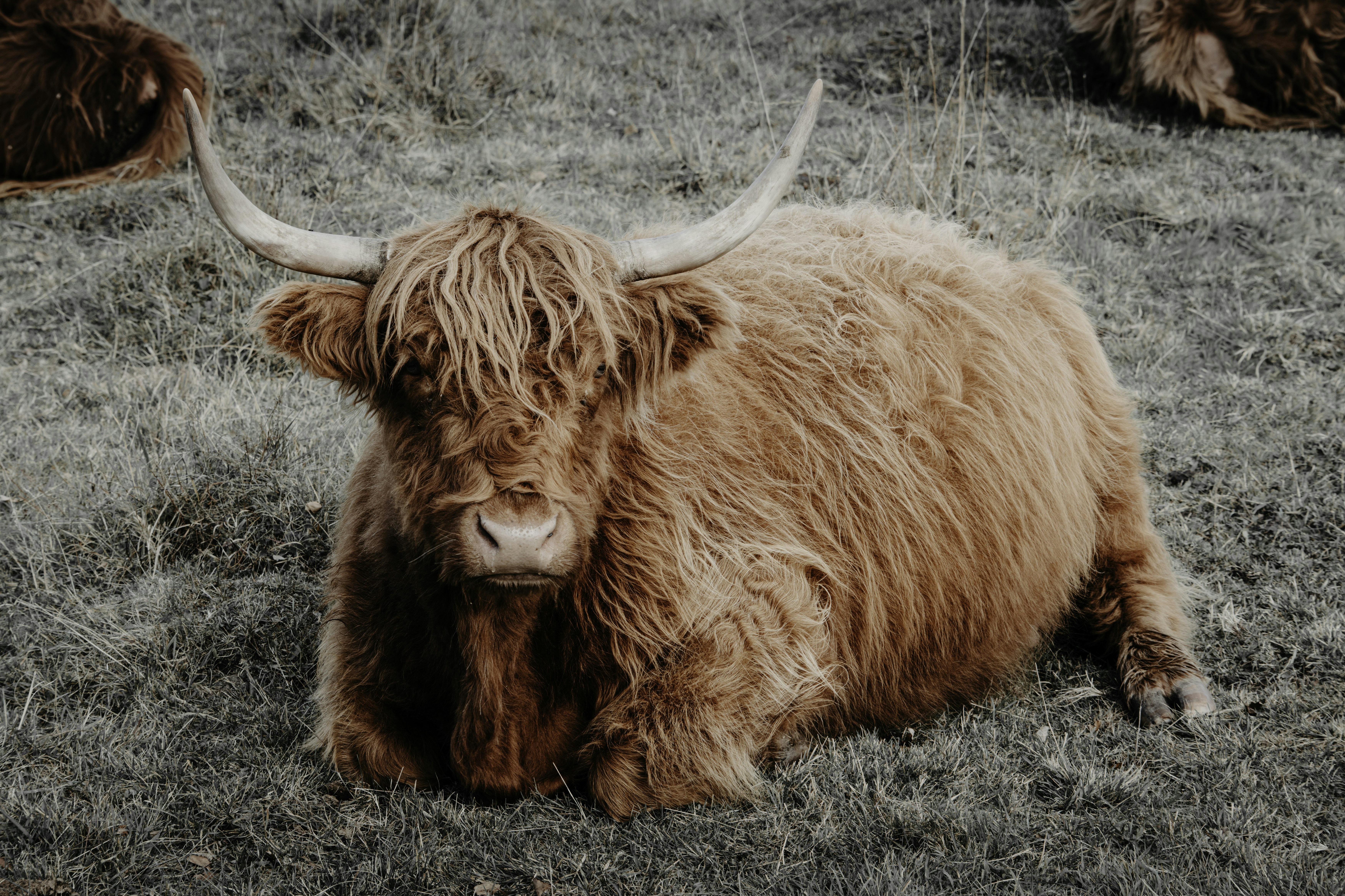 Una vaca peluda de las tierras altas descansa en un campo cubierto de hierba.