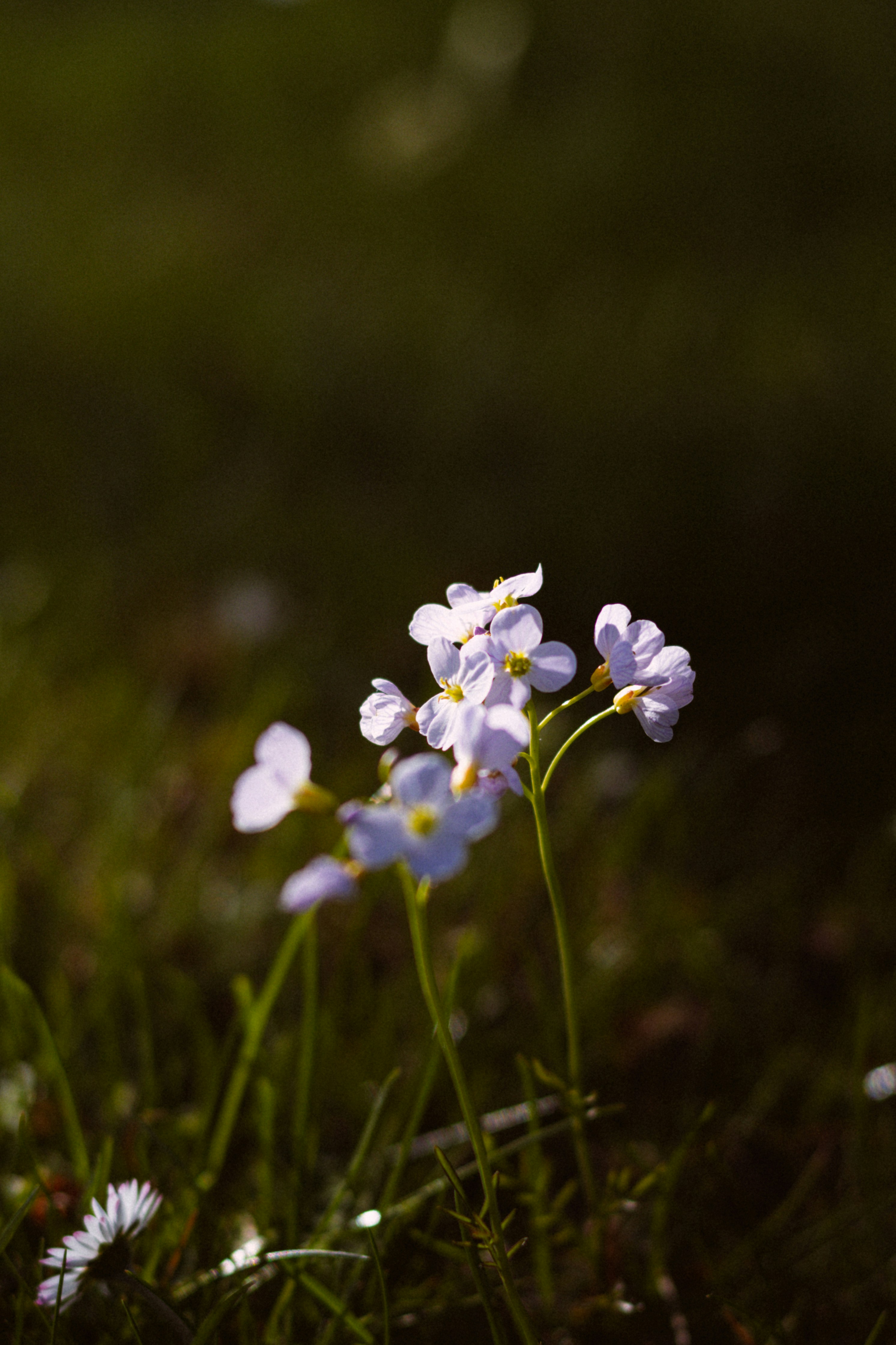 Photo by arlindphotography