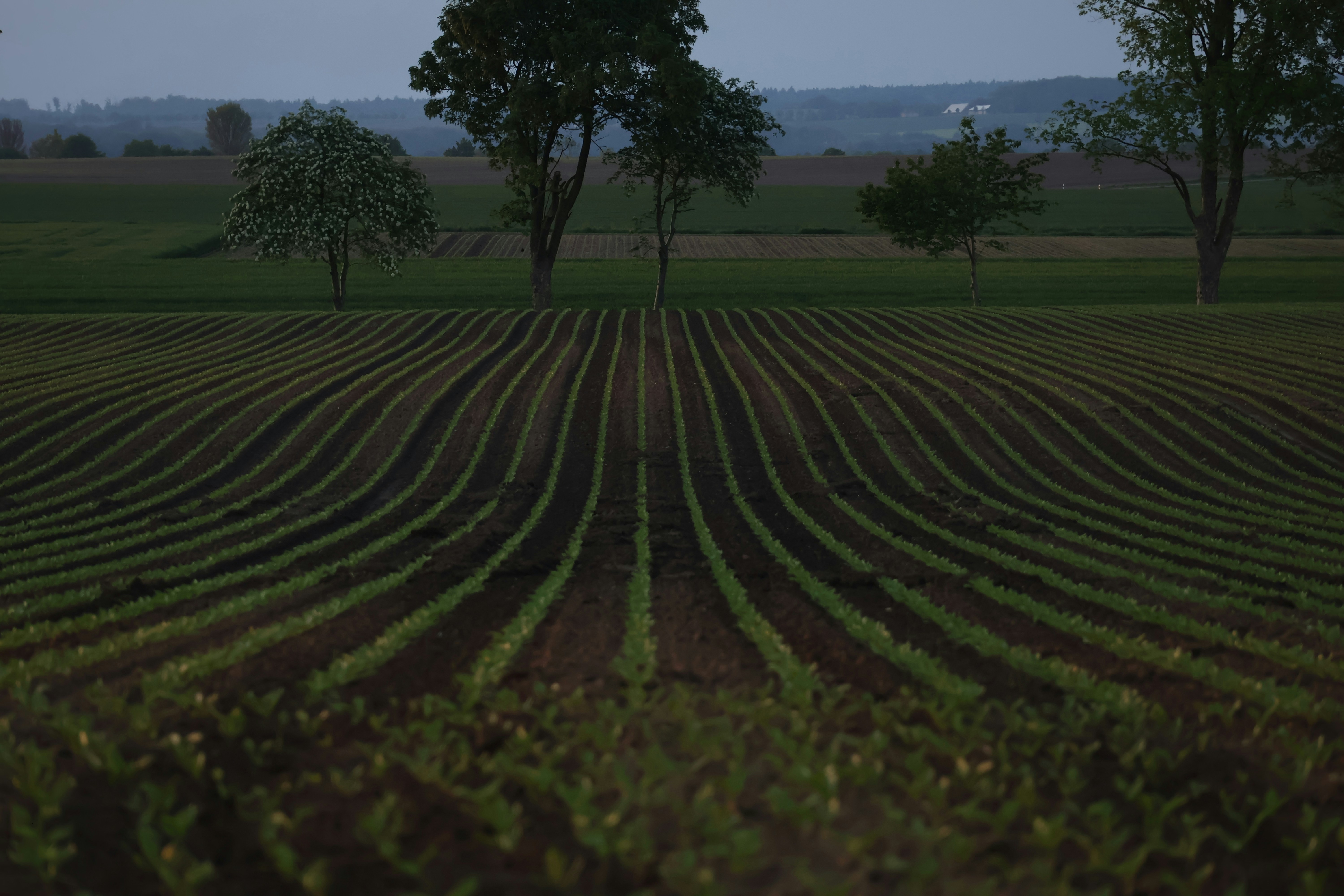 Rows of crops stretch across a rural field at dusk