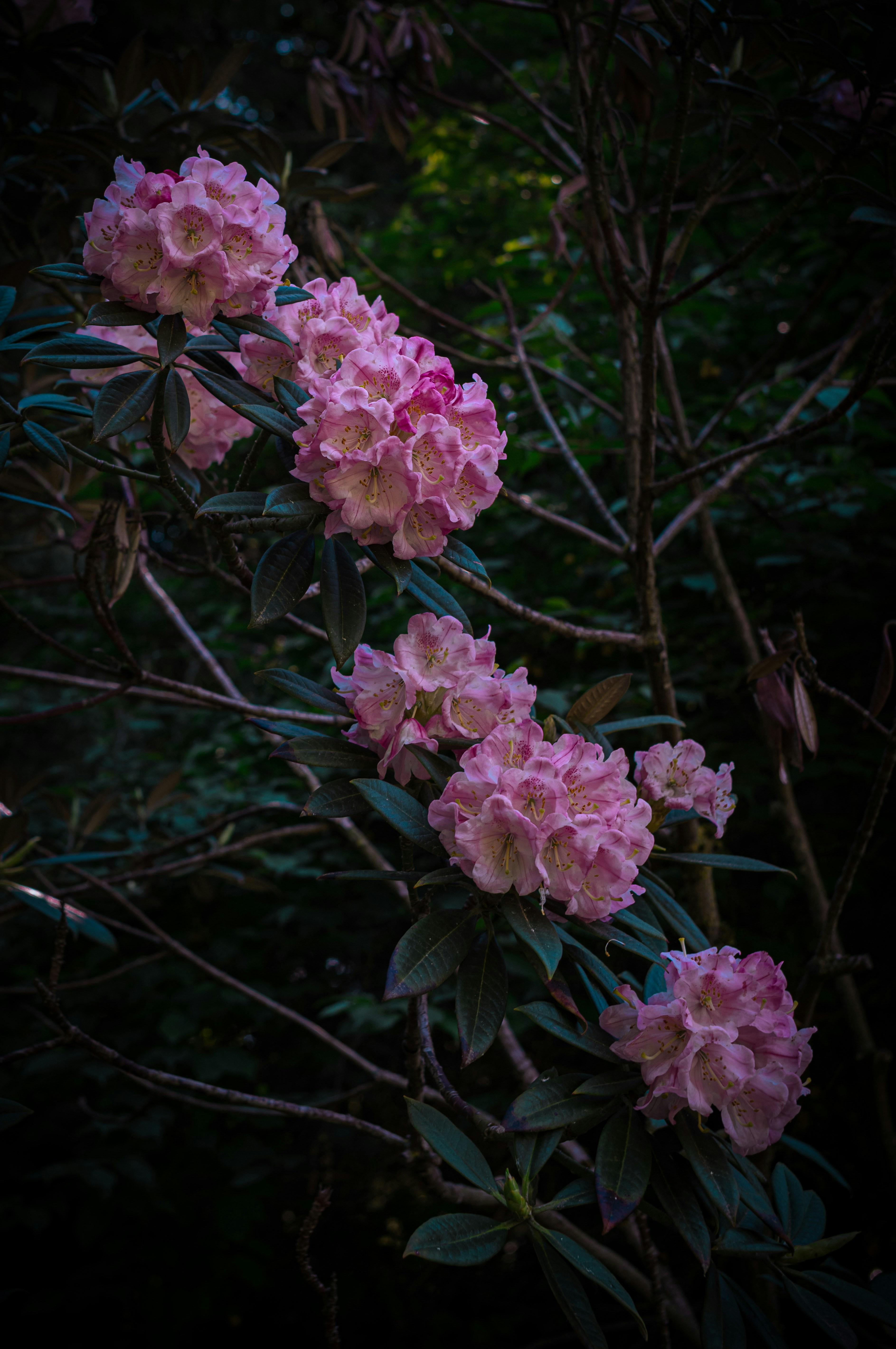 Kelompok bunga rhododendron merah muda dengan latar belakang gelap